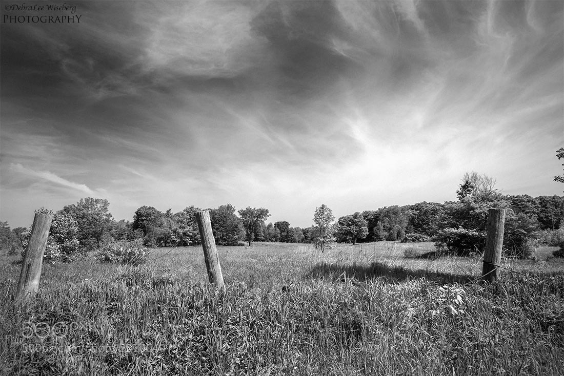 Nikon D800 sample photo. Small tree in the photography
