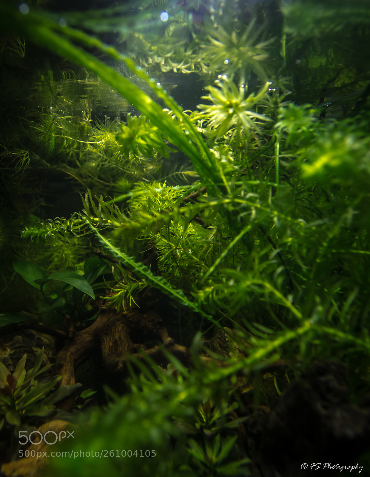 Canon EOS 1100D (EOS Rebel T3 / EOS Kiss X50) sample photo. Forest in the tank photography