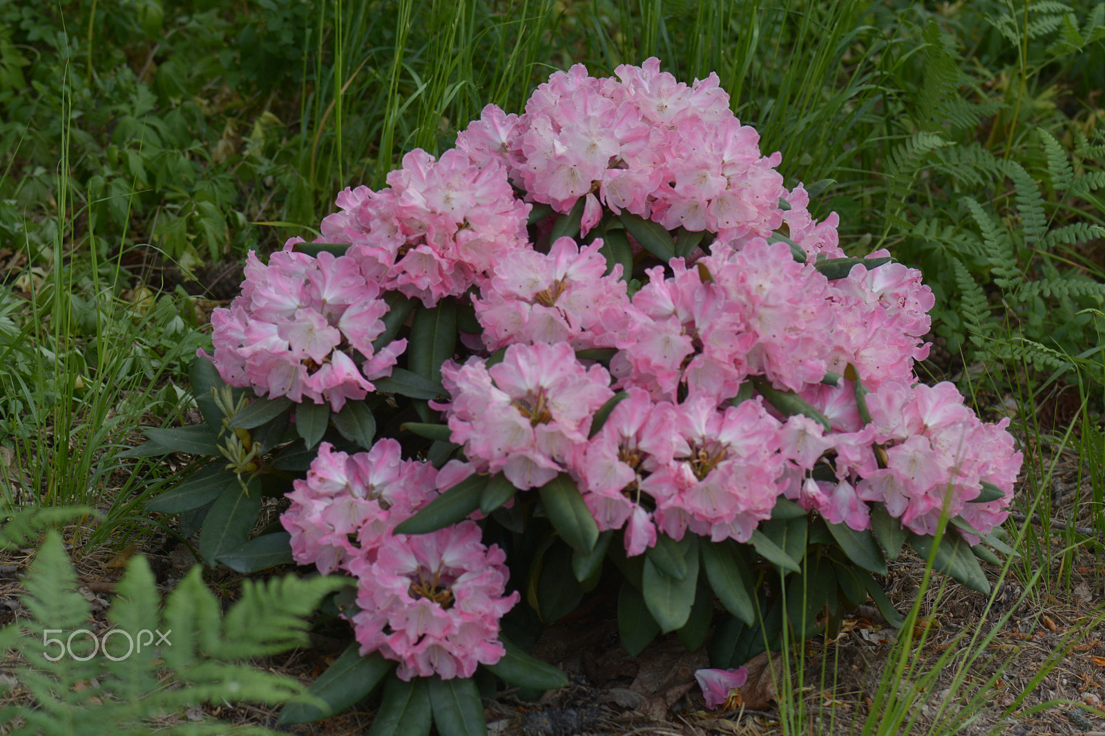 Nikon D7100 + Nikon AF-S Micro-Nikkor 105mm F2.8G IF-ED VR sample photo. A small rhododendron bush in the forest. photography