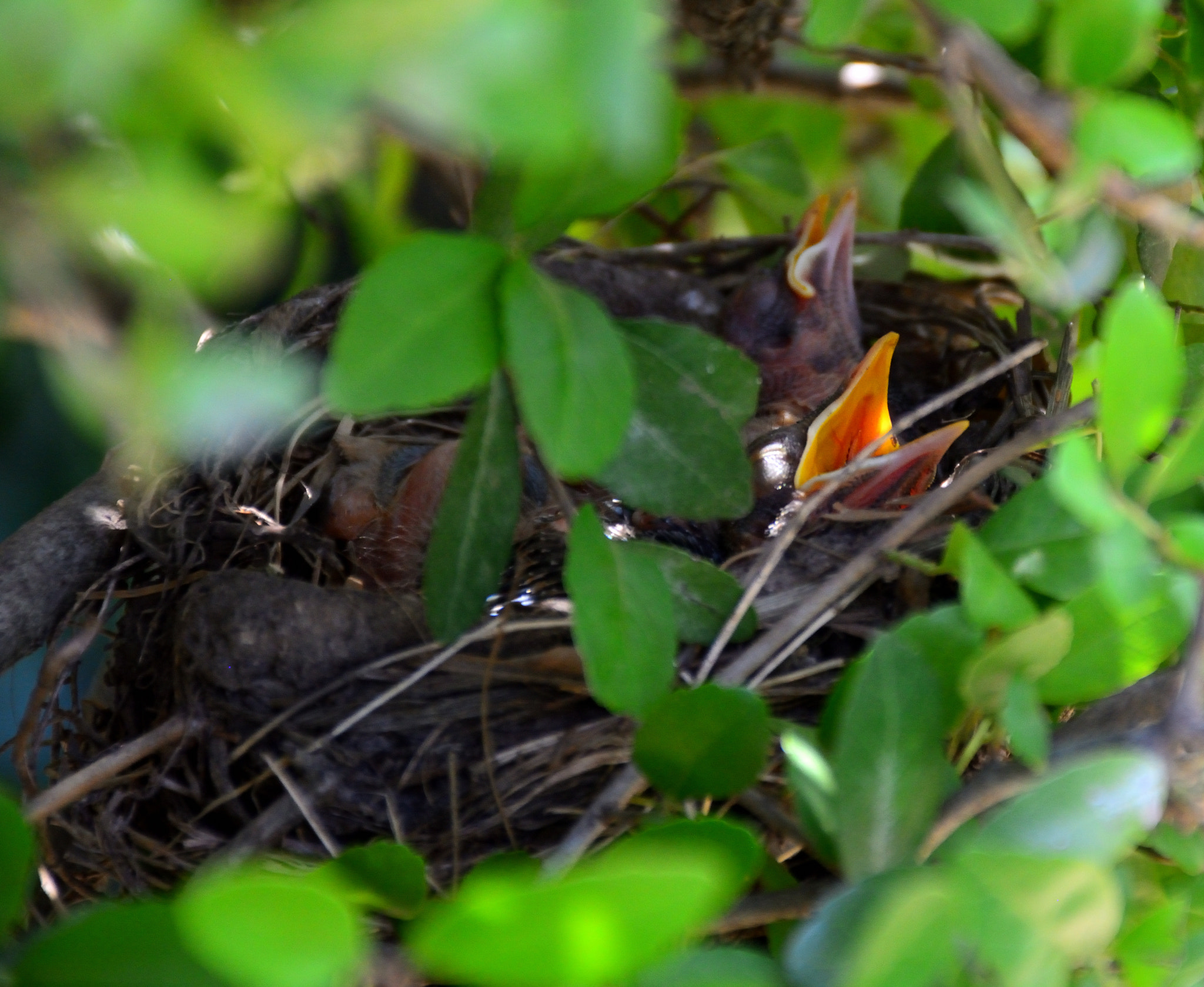 Nikon D5200 sample photo. Late spring babies too photography