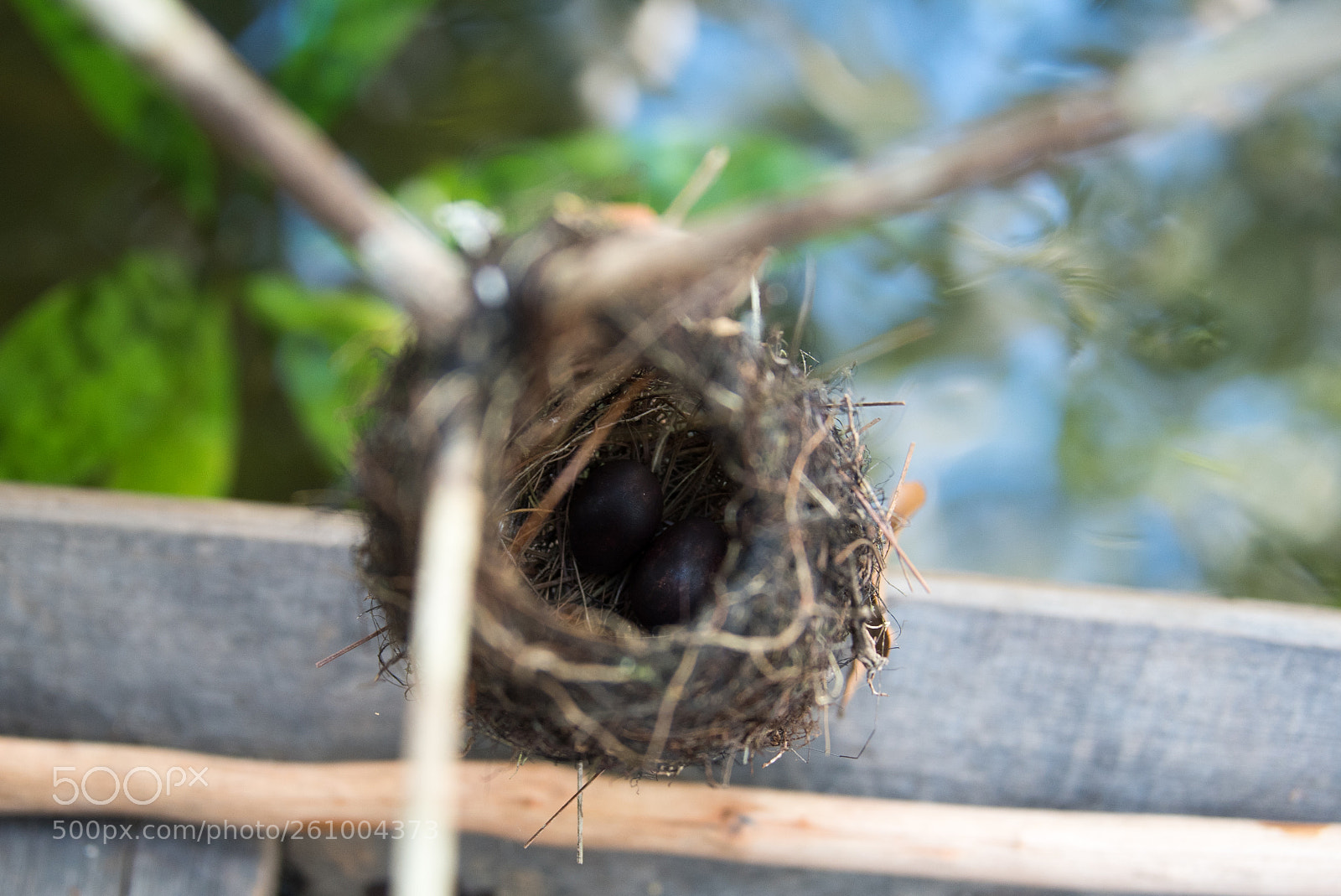 Nikon D750 sample photo. Amazonas photography