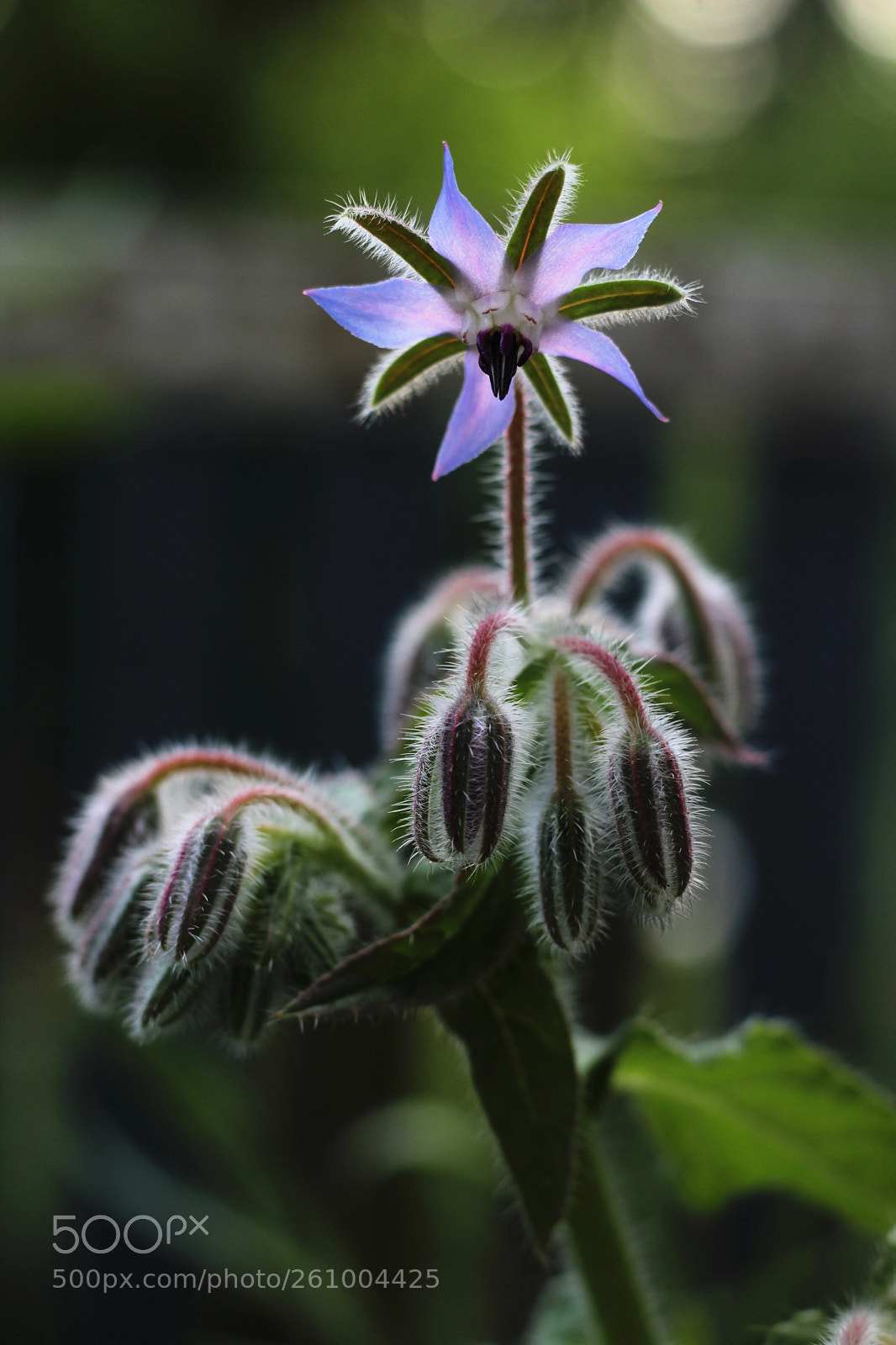 Canon EOS 1200D (EOS Rebel T5 / EOS Kiss X70 / EOS Hi) sample photo. Beauty is in the photography