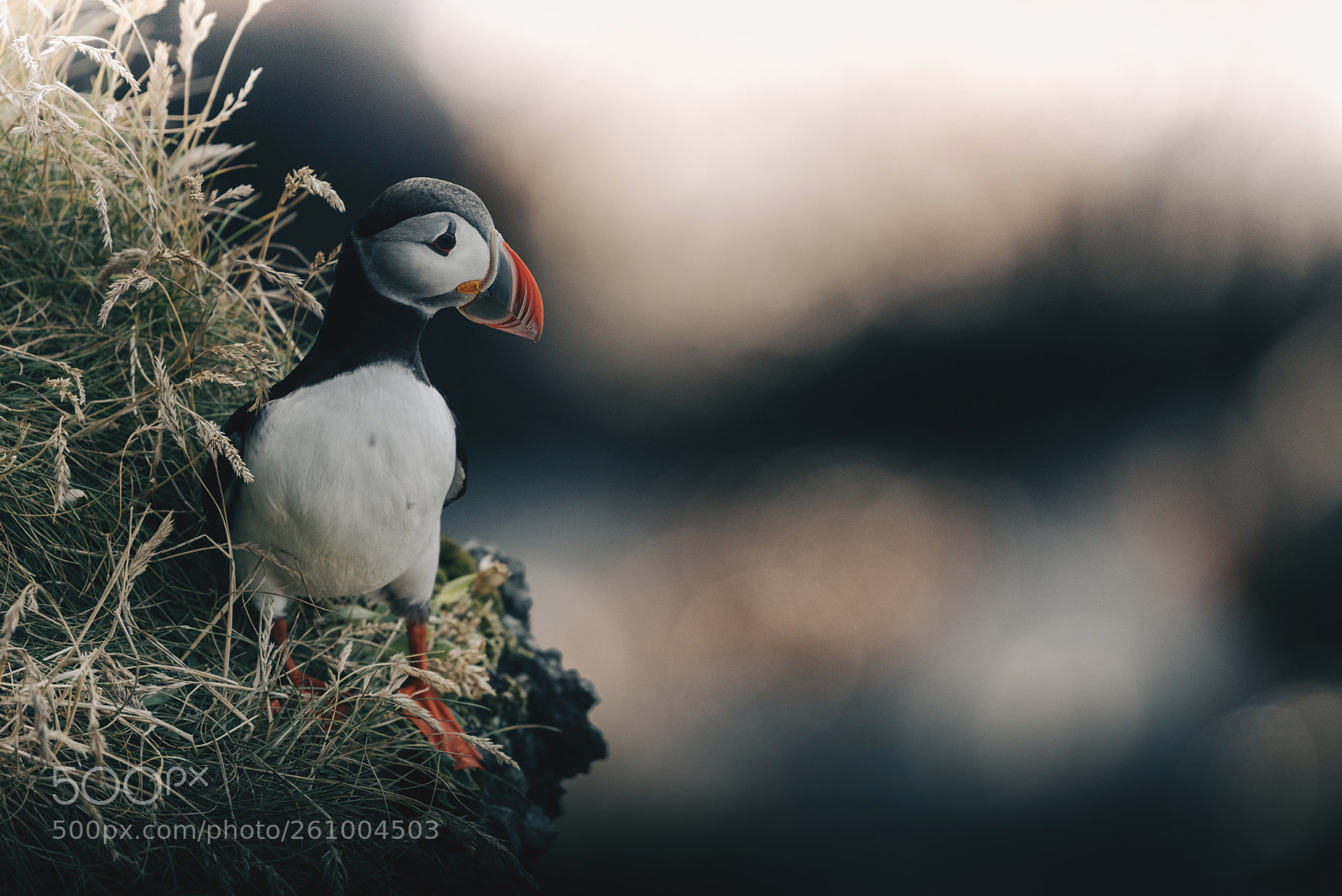 Nikon D750 sample photo. Iceland workshop! photography