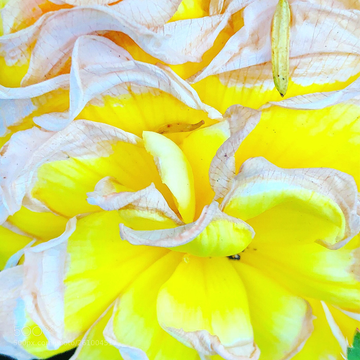 Apple iPhone 8 Plus sample photo. Yellow fading flower photography