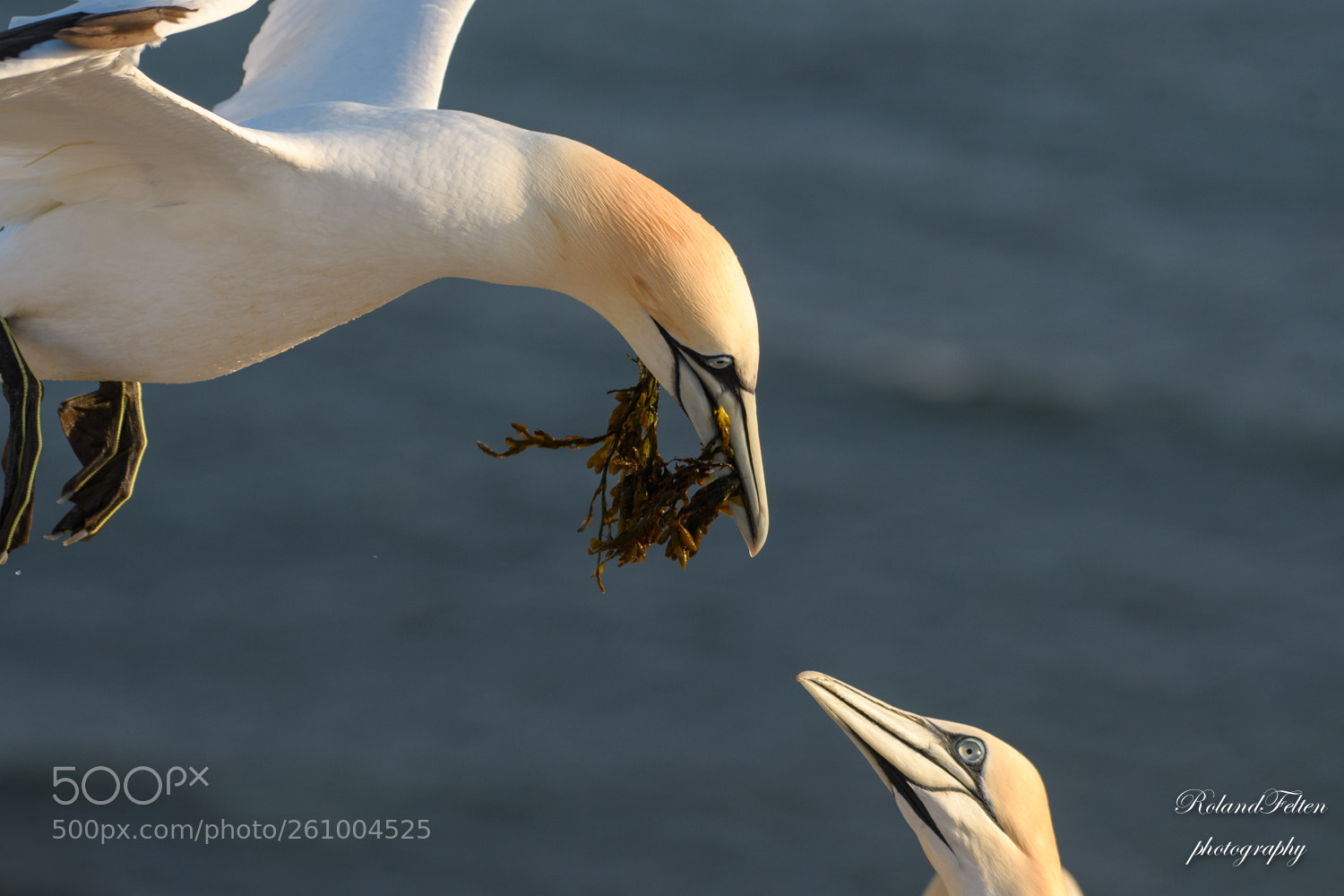 Nikon D500 sample photo. Seaweed delivery photography