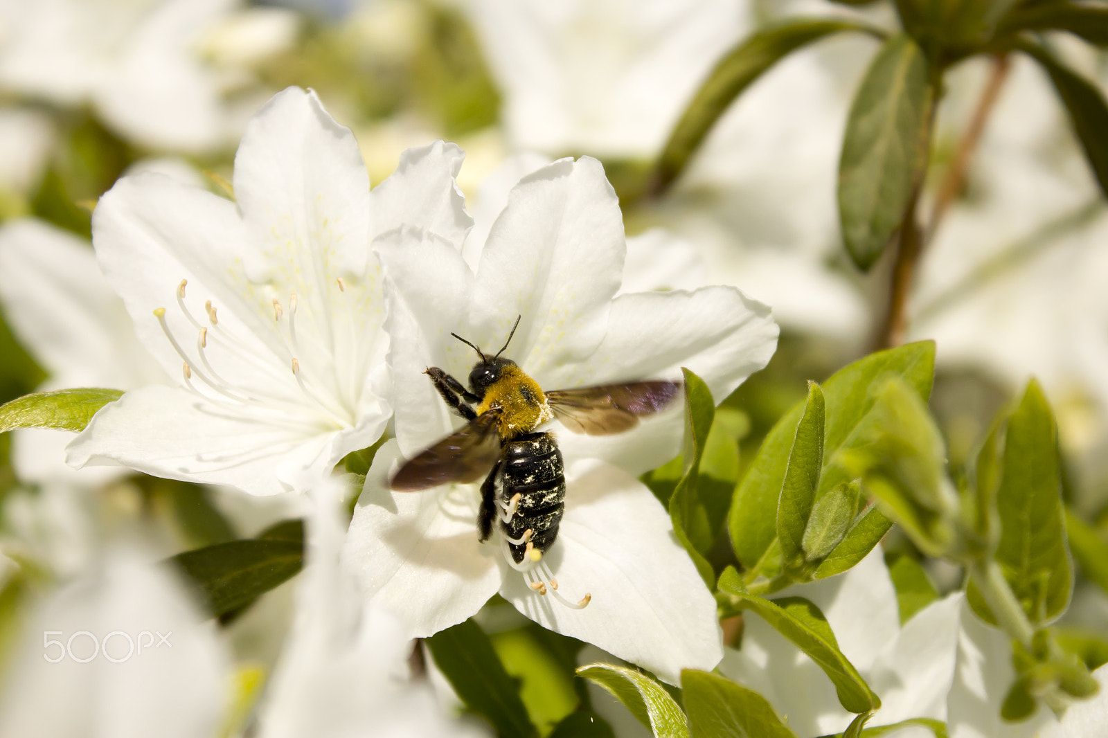 Canon EOS 1200D (EOS Rebel T5 / EOS Kiss X70 / EOS Hi) sample photo. Bee and white photography