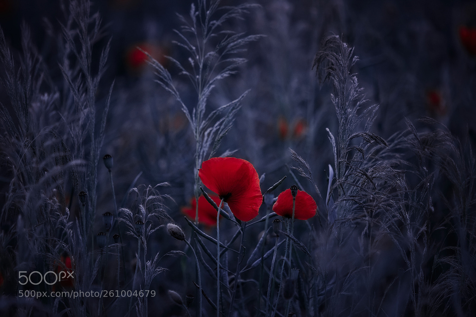 Nikon D810 sample photo. Moonlight poppy photography