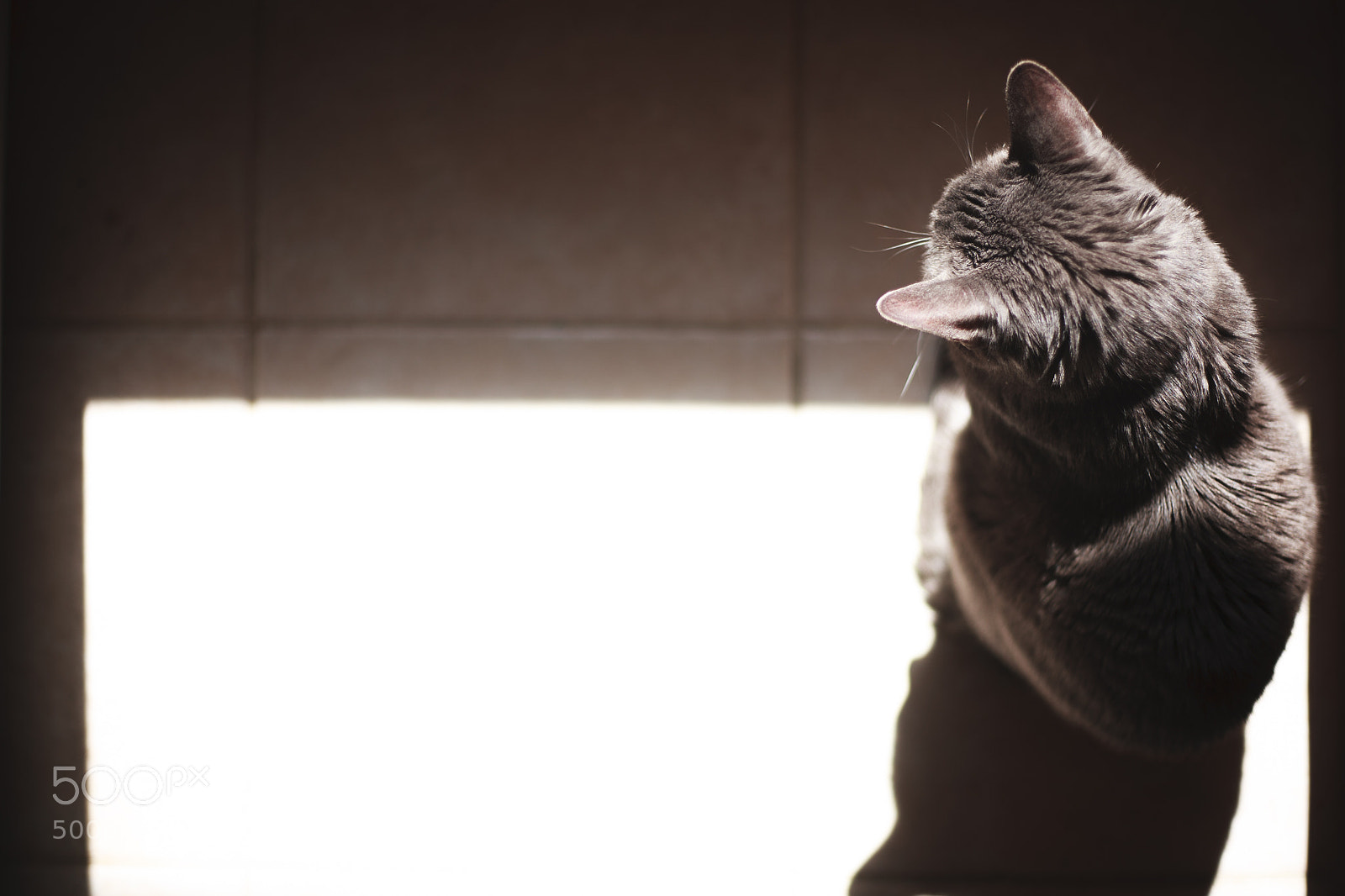 Canon EOS 5D sample photo. Zzzcat photography