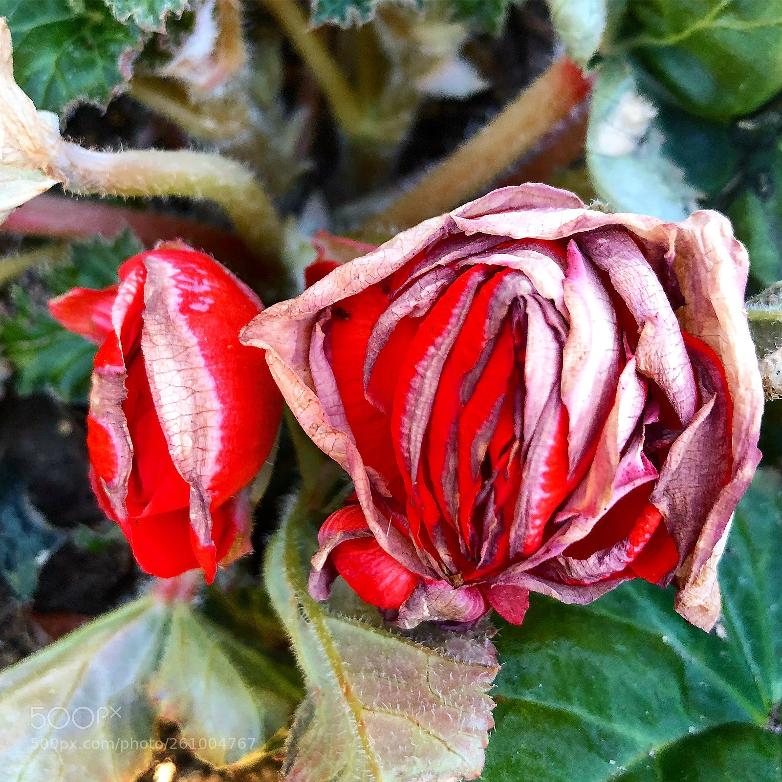 Apple iPhone 8 Plus sample photo. Lovely old flowers photography