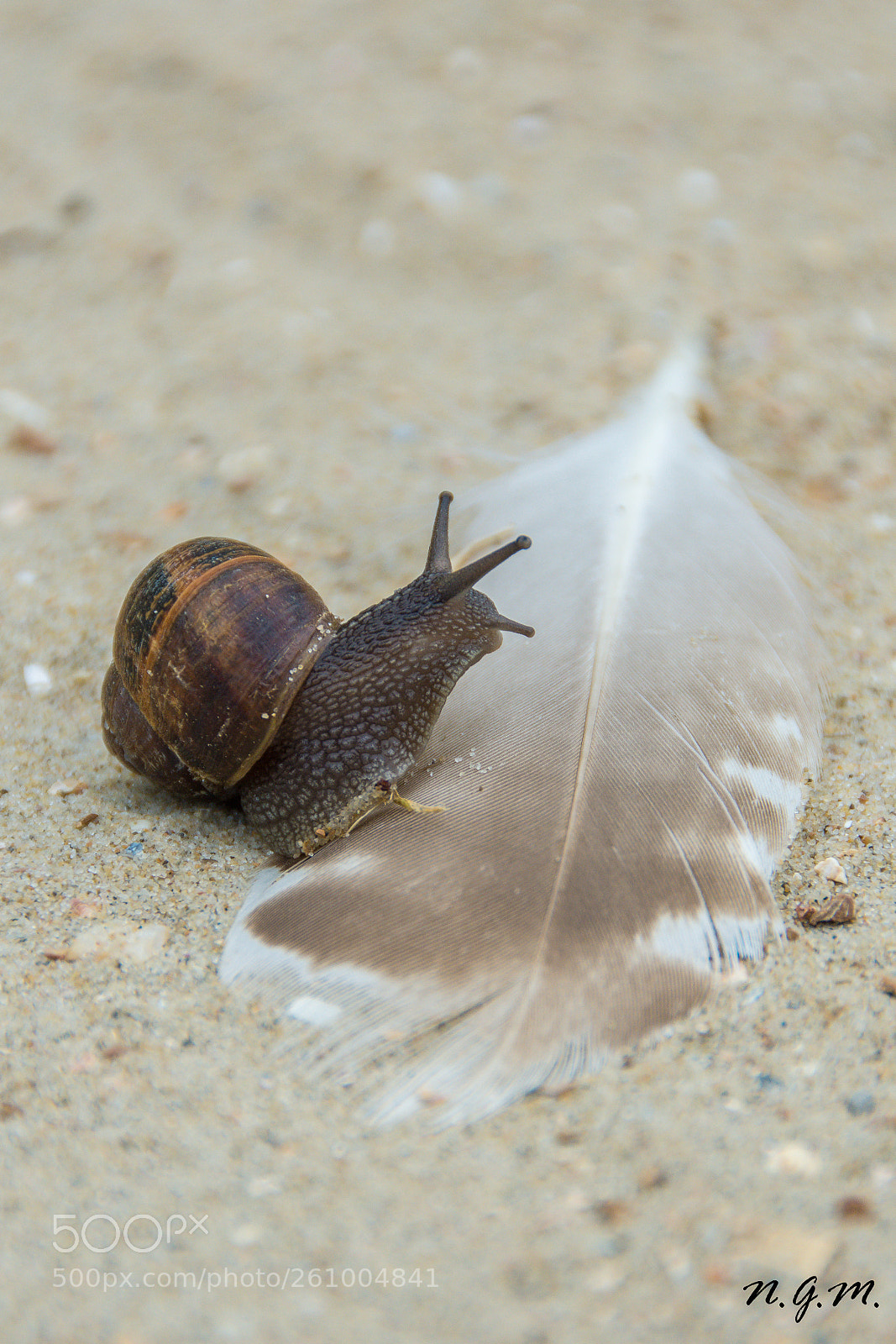 Nikon D7200 sample photo. Feathersnail photography