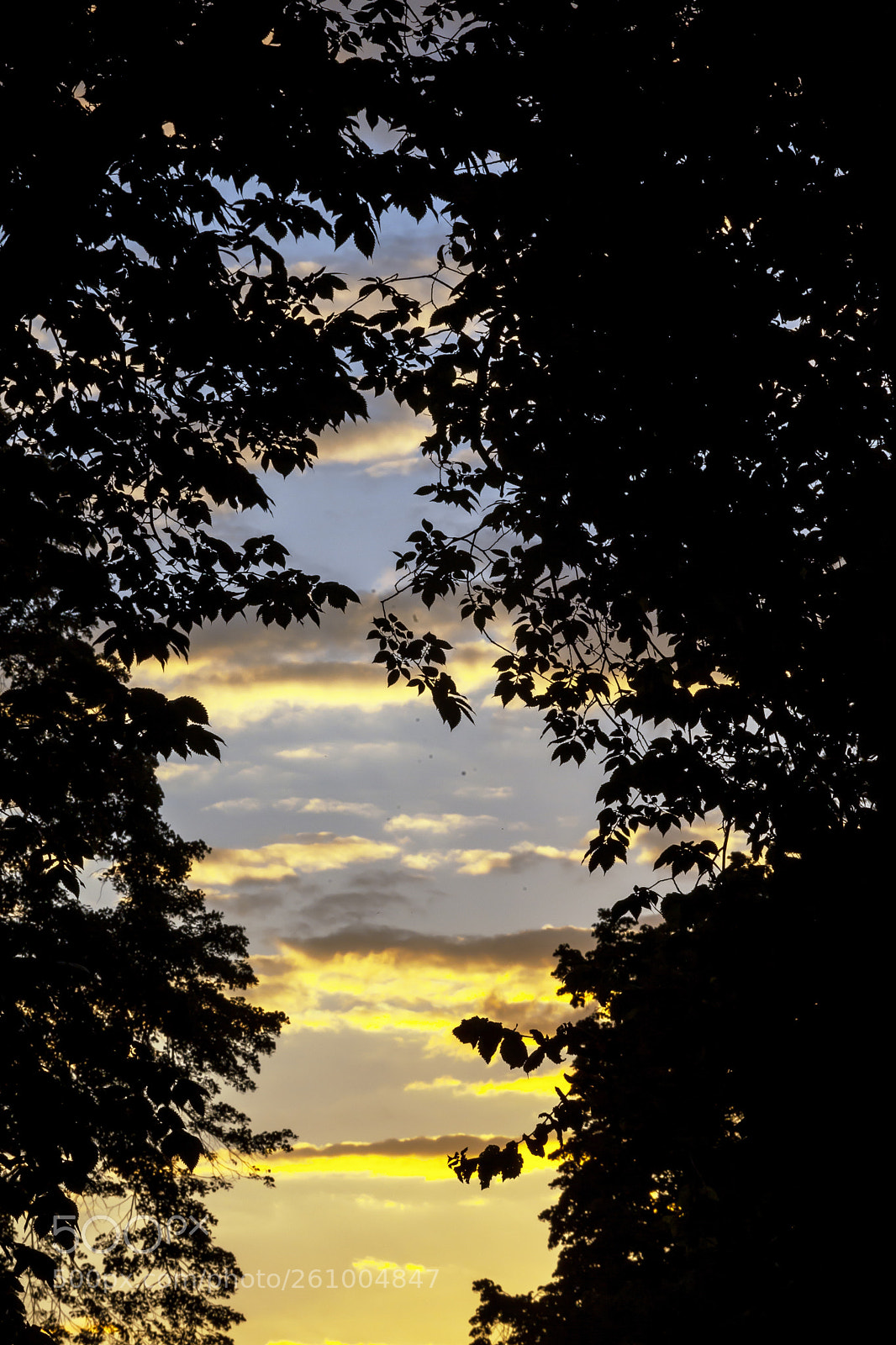 Canon EOS 5D Mark II sample photo. Sunset clouds and trees photography