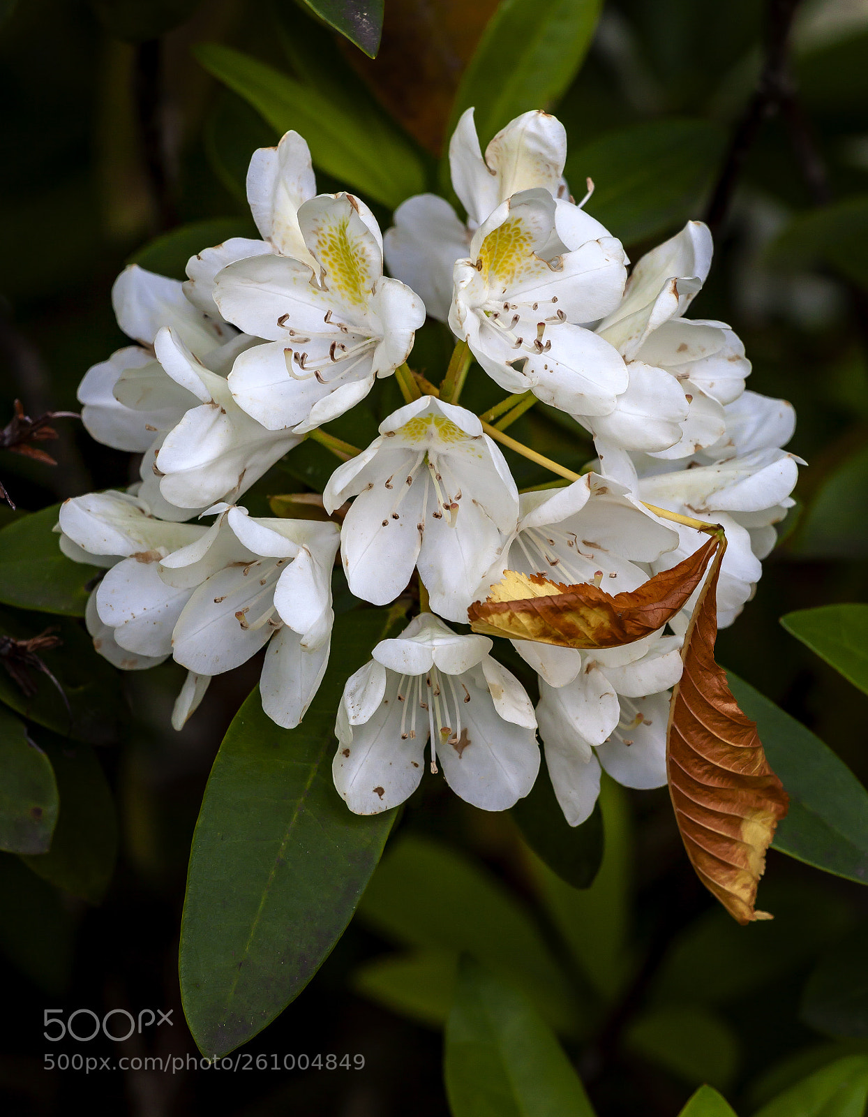 Canon EOS 5D Mark II sample photo. White flowers photography