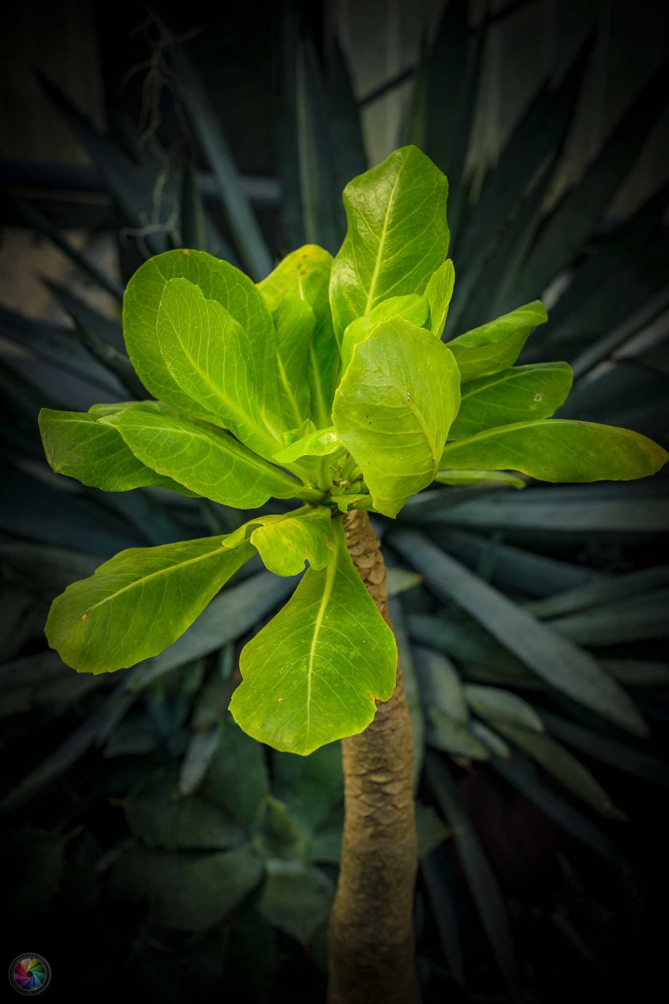 Sony a99 II sample photo. Botanischen gartens st.gallen - 70 photography