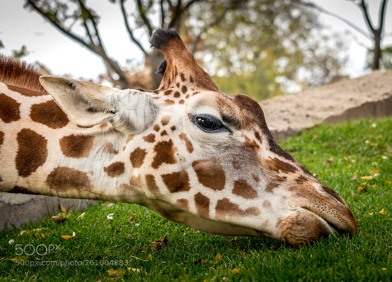 Canon EOS 70D sample photo. Hungry giraffe photography