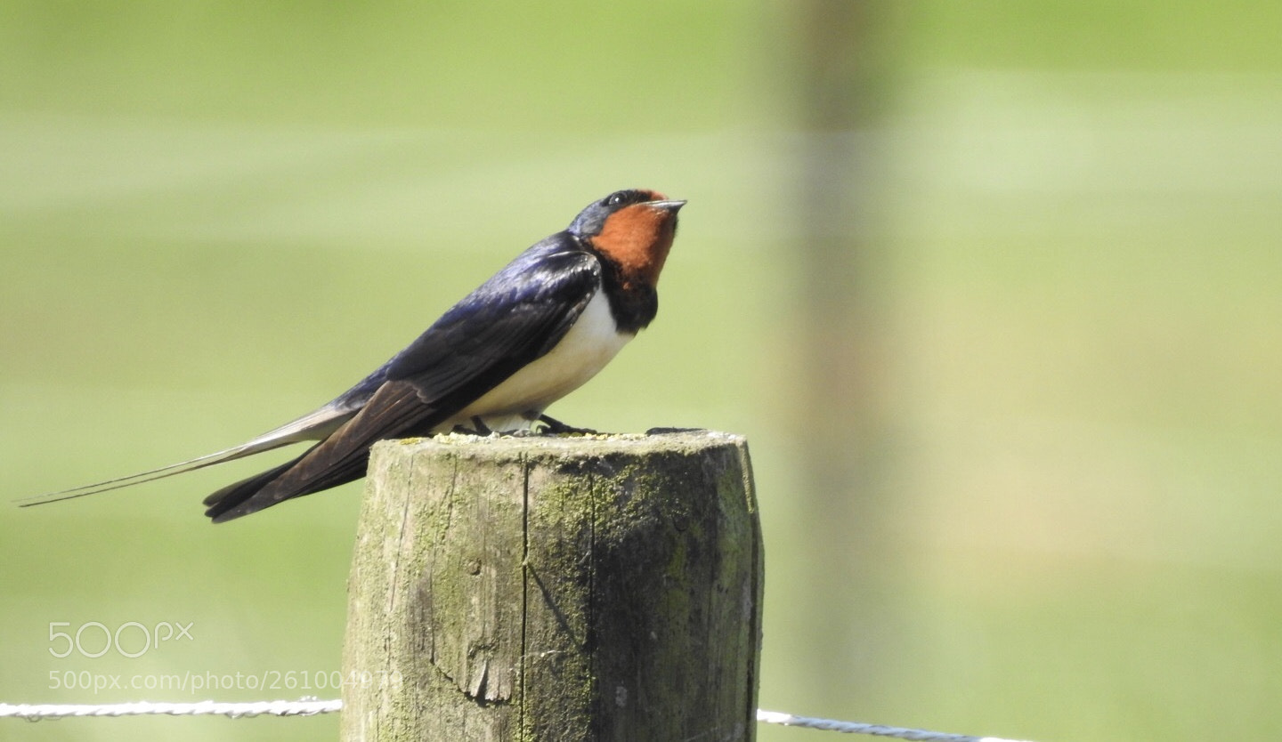 Nikon Coolpix P900 sample photo. Barn swallow photography