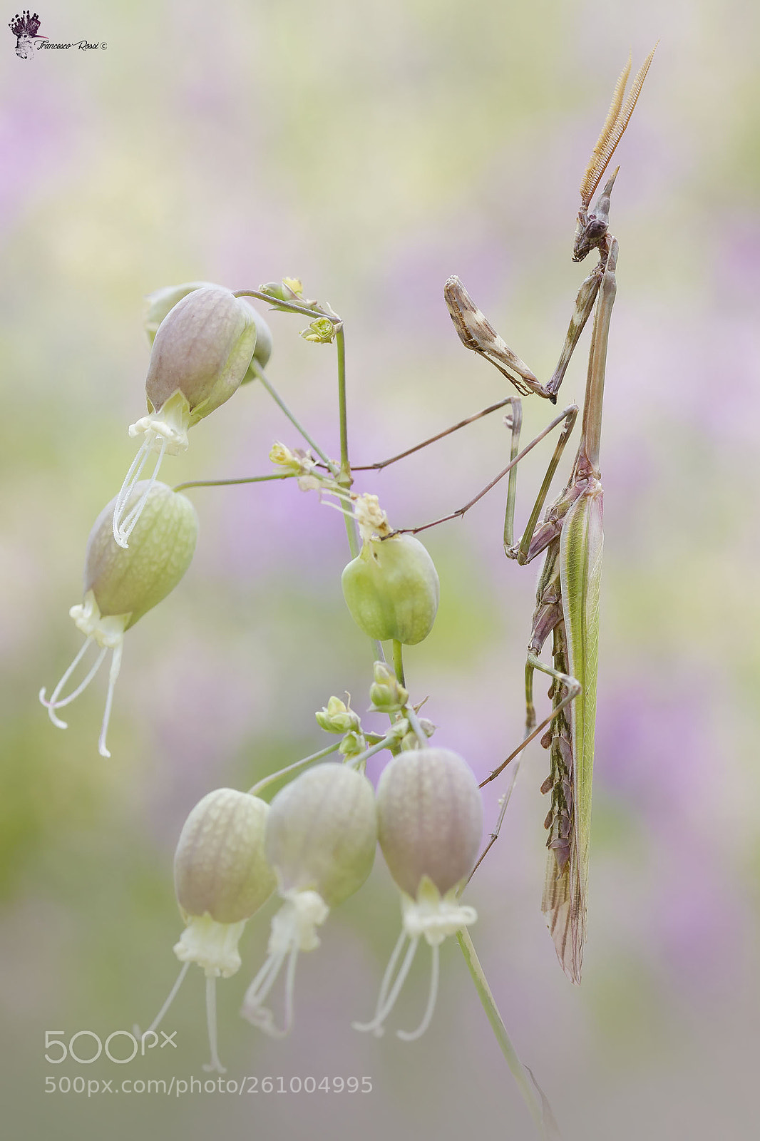 Canon EOS 7D sample photo. Empusa pennata photography