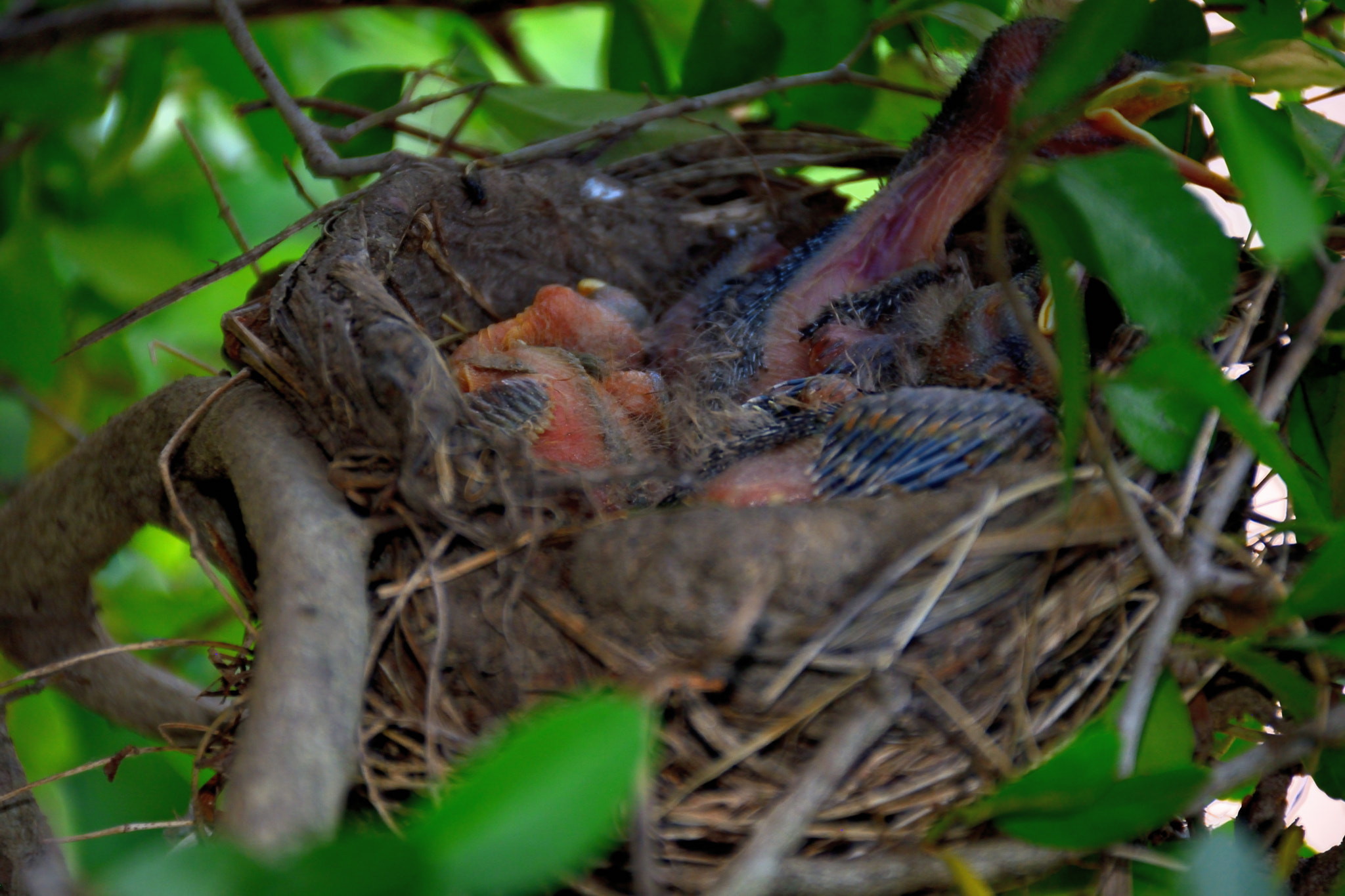 Nikon D5200 sample photo. Late spring babies nest photography