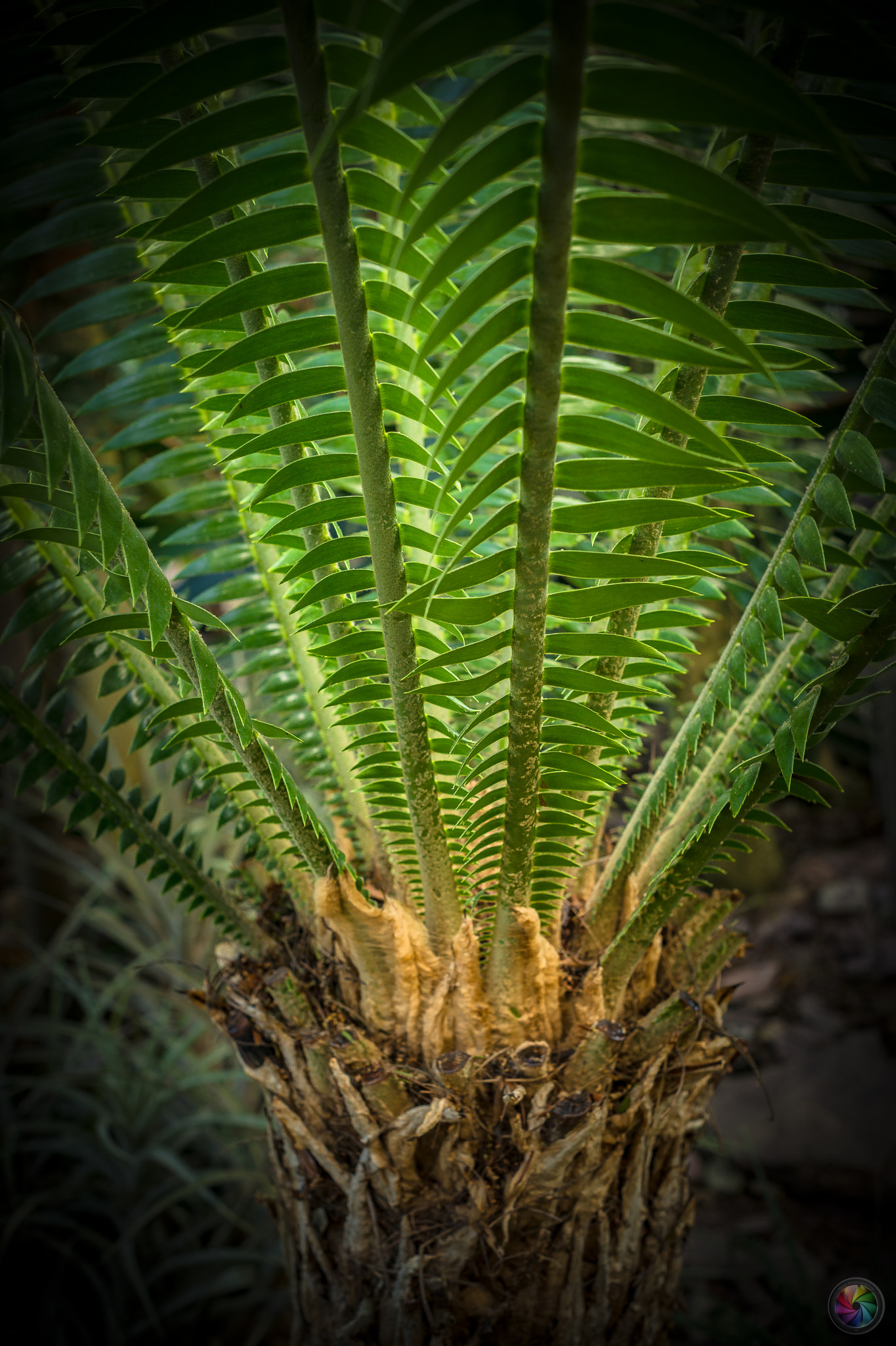 Sony a99 II sample photo. Botanischen gartens st.gallen - 72 photography