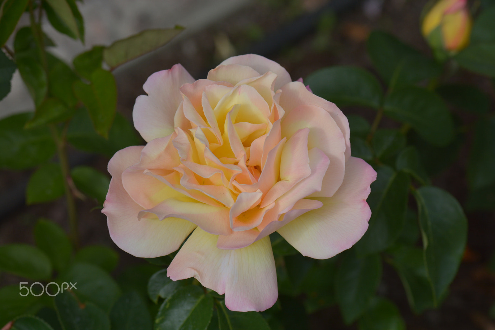 Nikon D7100 + Nikon AF-S Micro-Nikkor 105mm F2.8G IF-ED VR sample photo. A rose growing in a flowerbed. photography