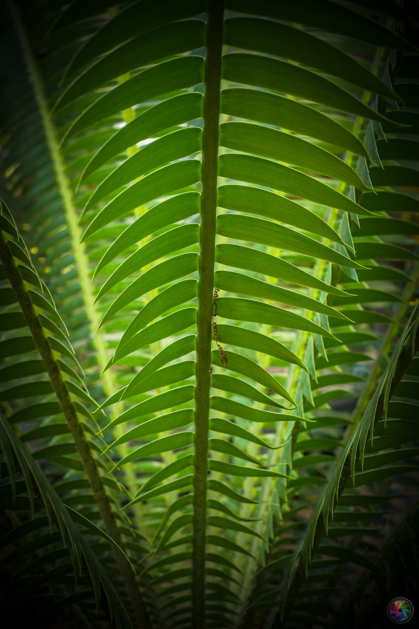 Sony a99 II sample photo. Botanischen gartens st.gallen - 73 photography
