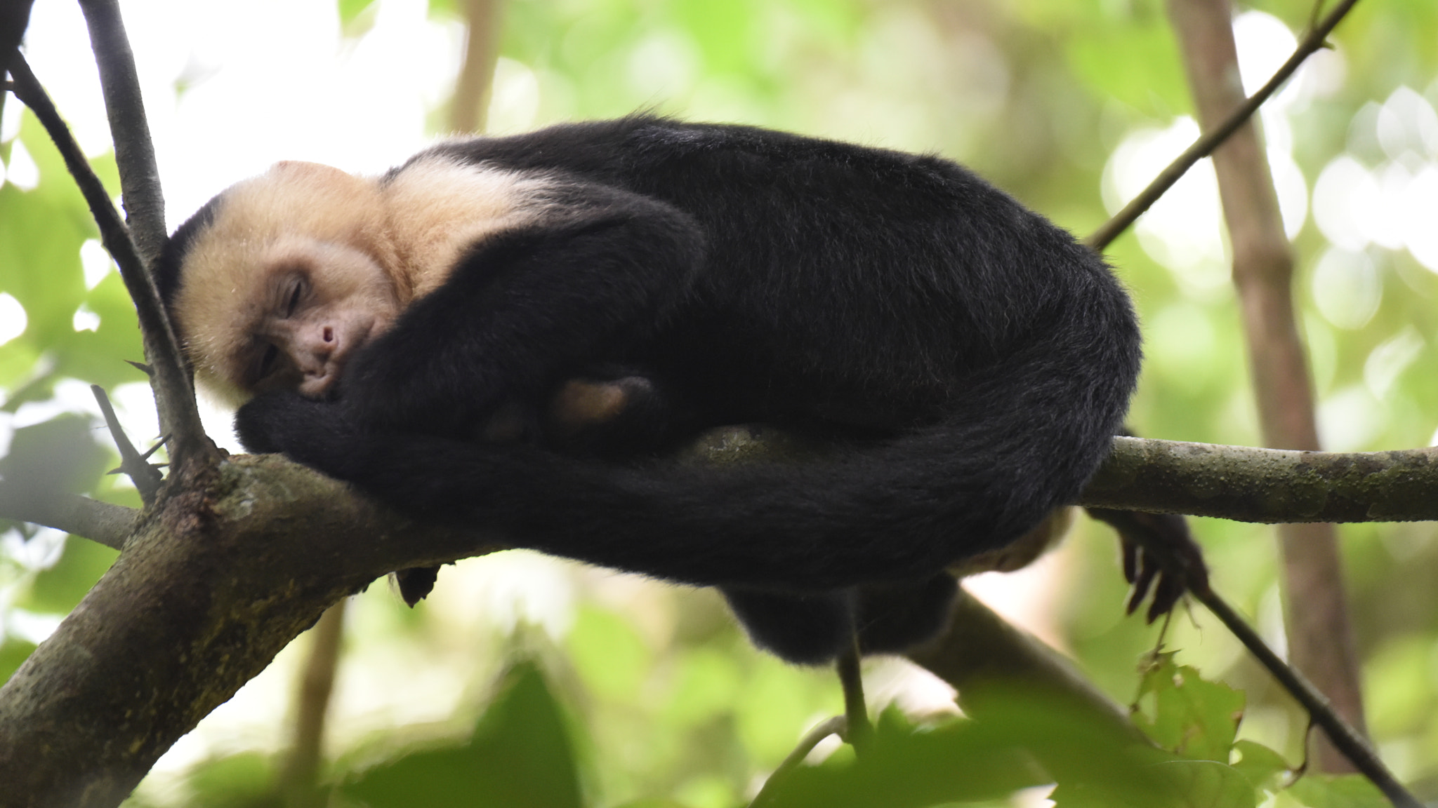 Nikon D810 sample photo. Siesta time. costa rica photography