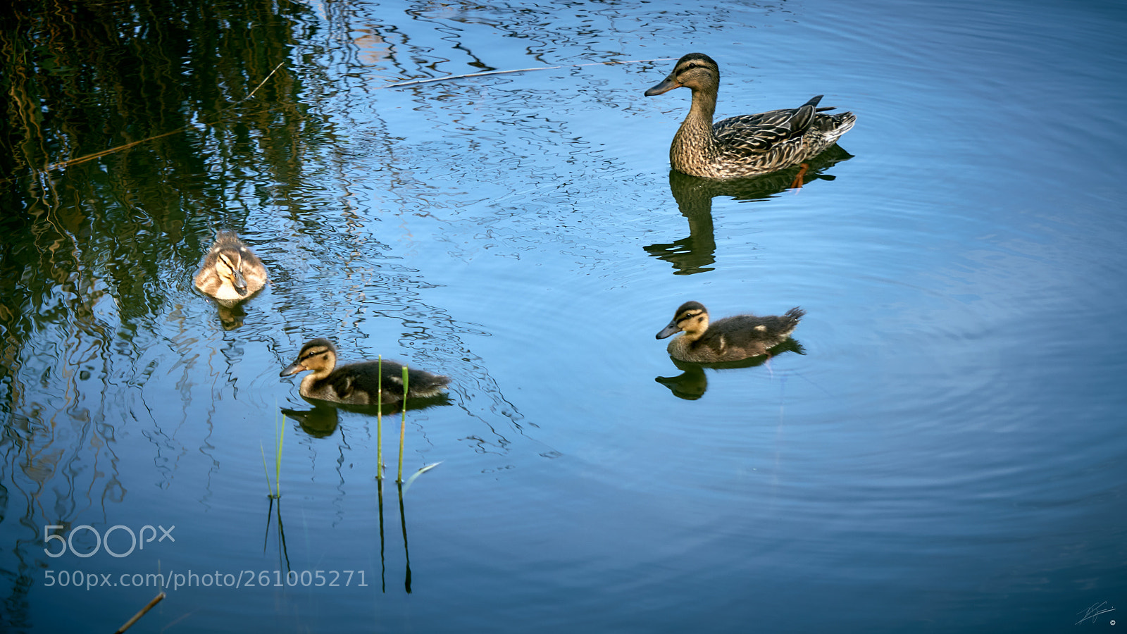 Sony a6000 sample photo. Ducks walk photography
