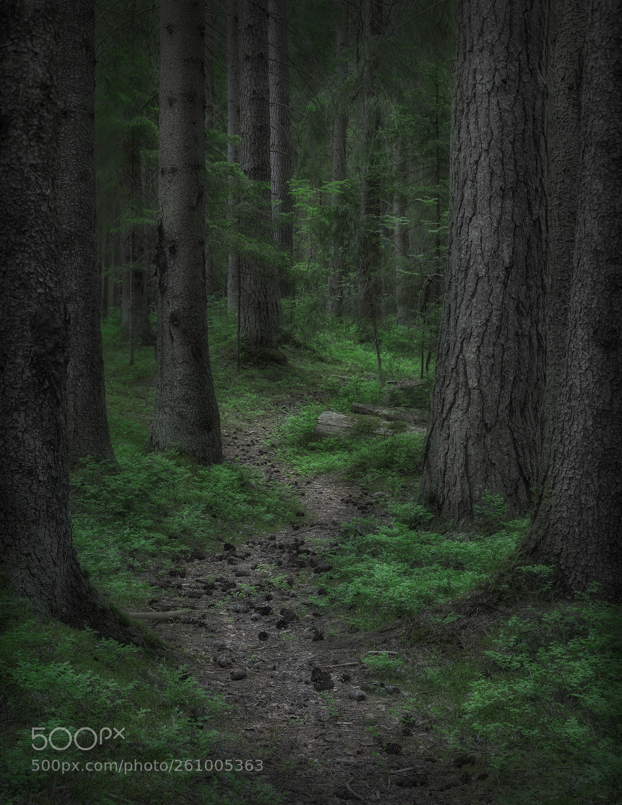 Nikon D7000 sample photo. Morning forest photography