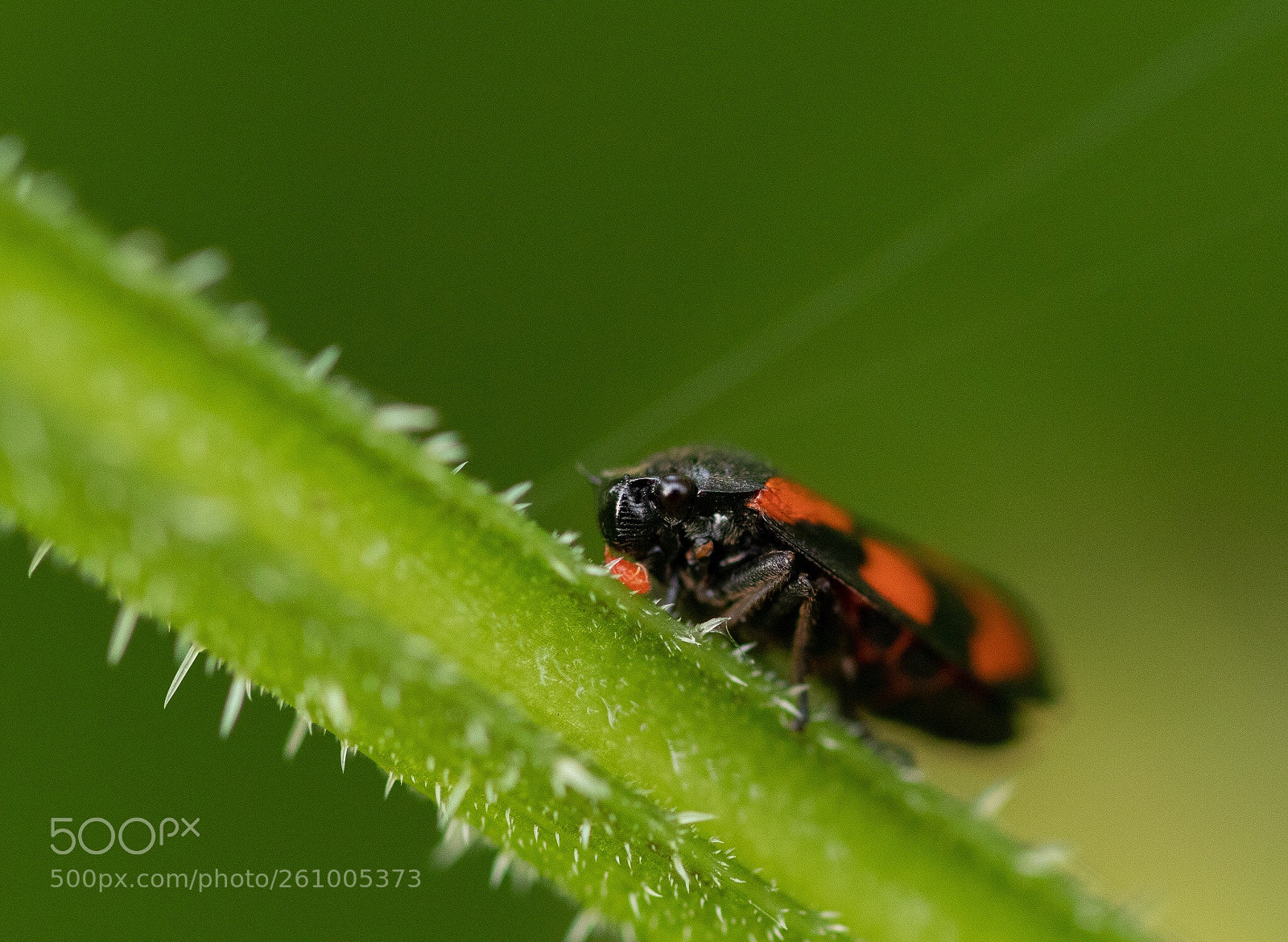 Canon EOS 77D (EOS 9000D / EOS 770D) sample photo. Macro photography