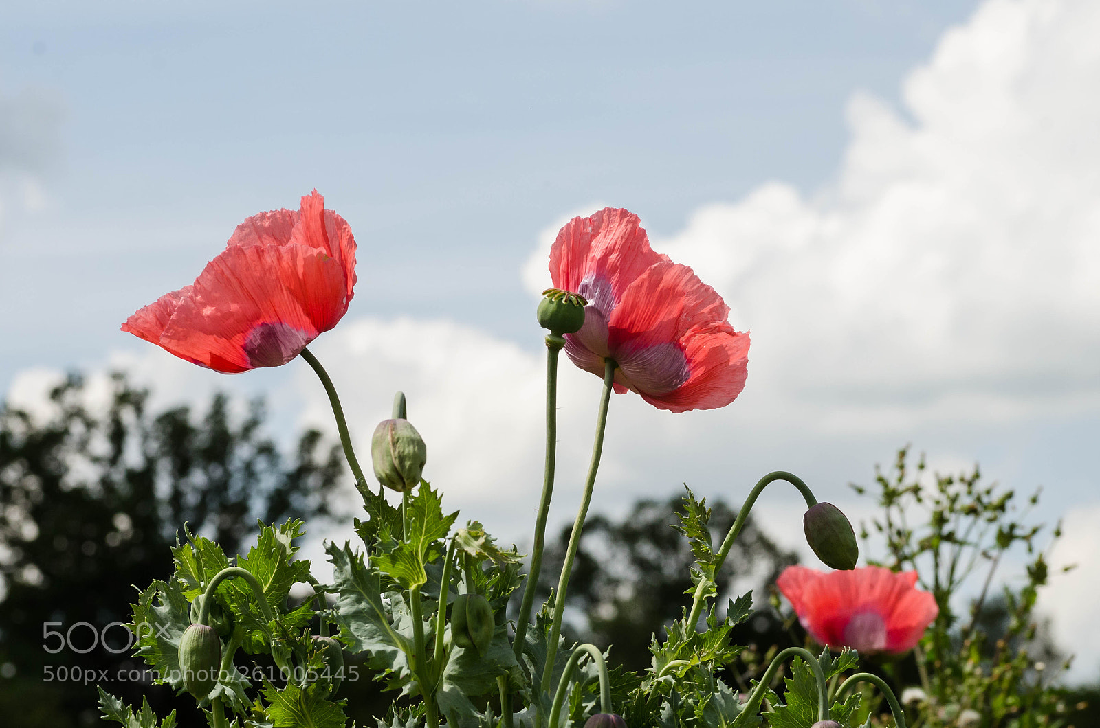 Nikon D7000 sample photo. Poppies before rain photography