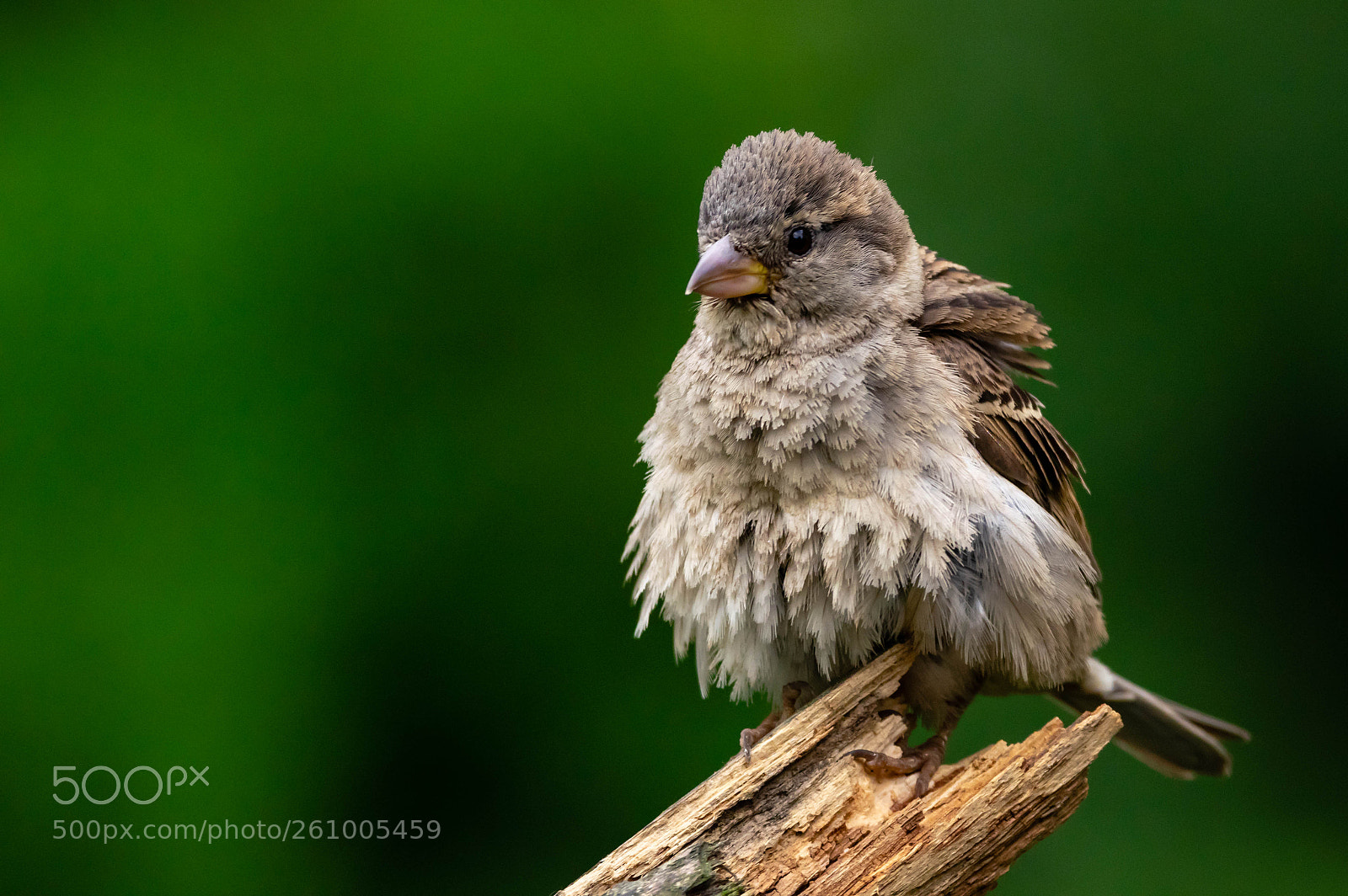 Pentax K-3 sample photo. House sparrow female photography
