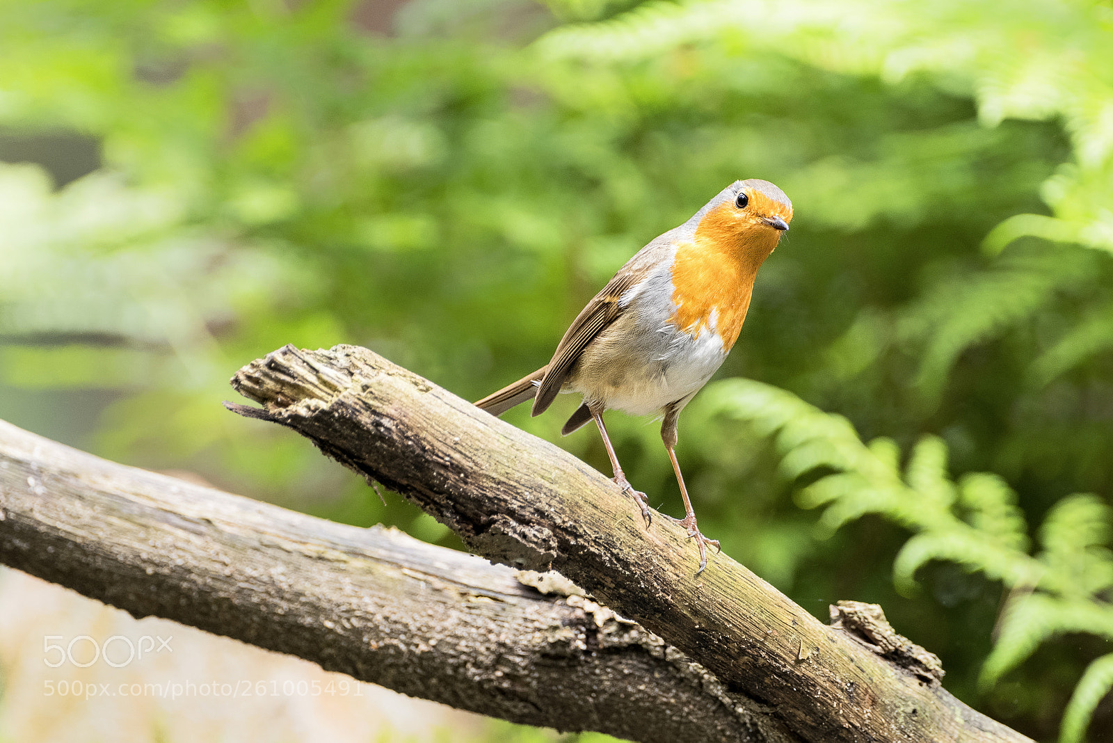 Pentax K-1 sample photo. Robin photography
