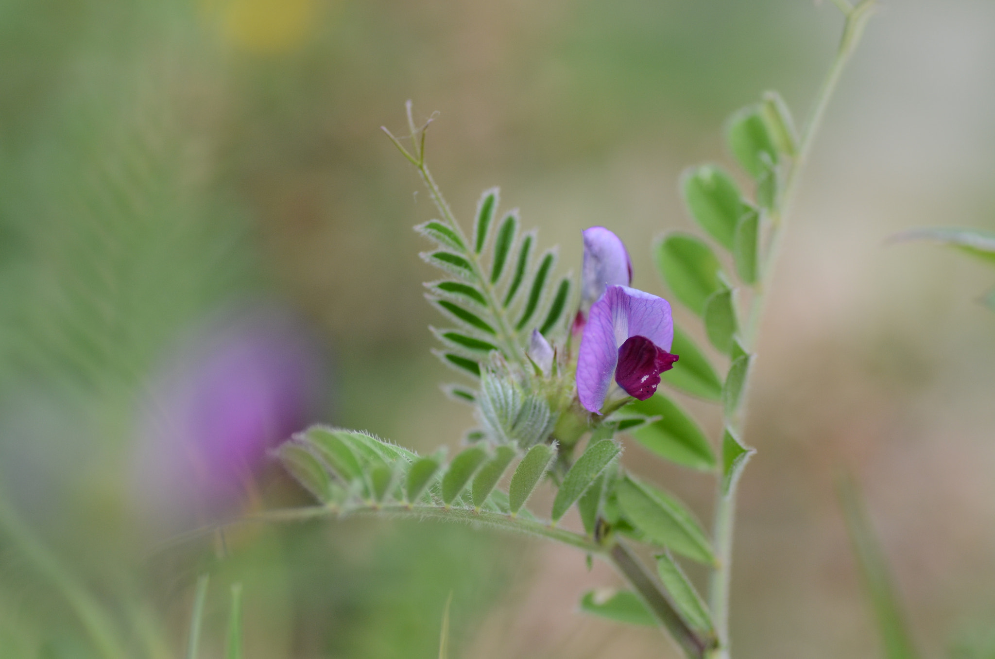Nikon D7000 sample photo. Vicia sativa photography