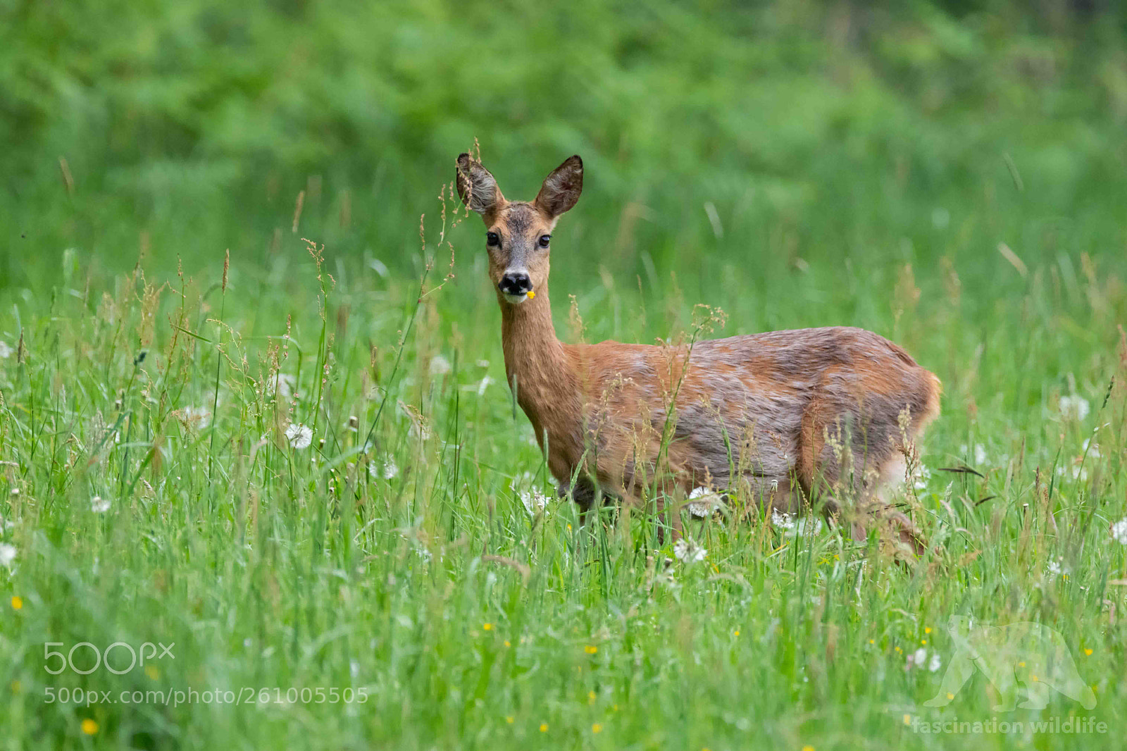 Nikon D850 sample photo. Roe deer photography