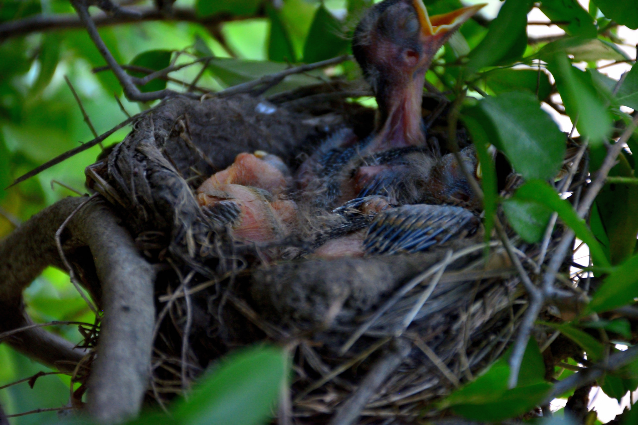 Nikon D5200 sample photo. Late spring babies nest too photography
