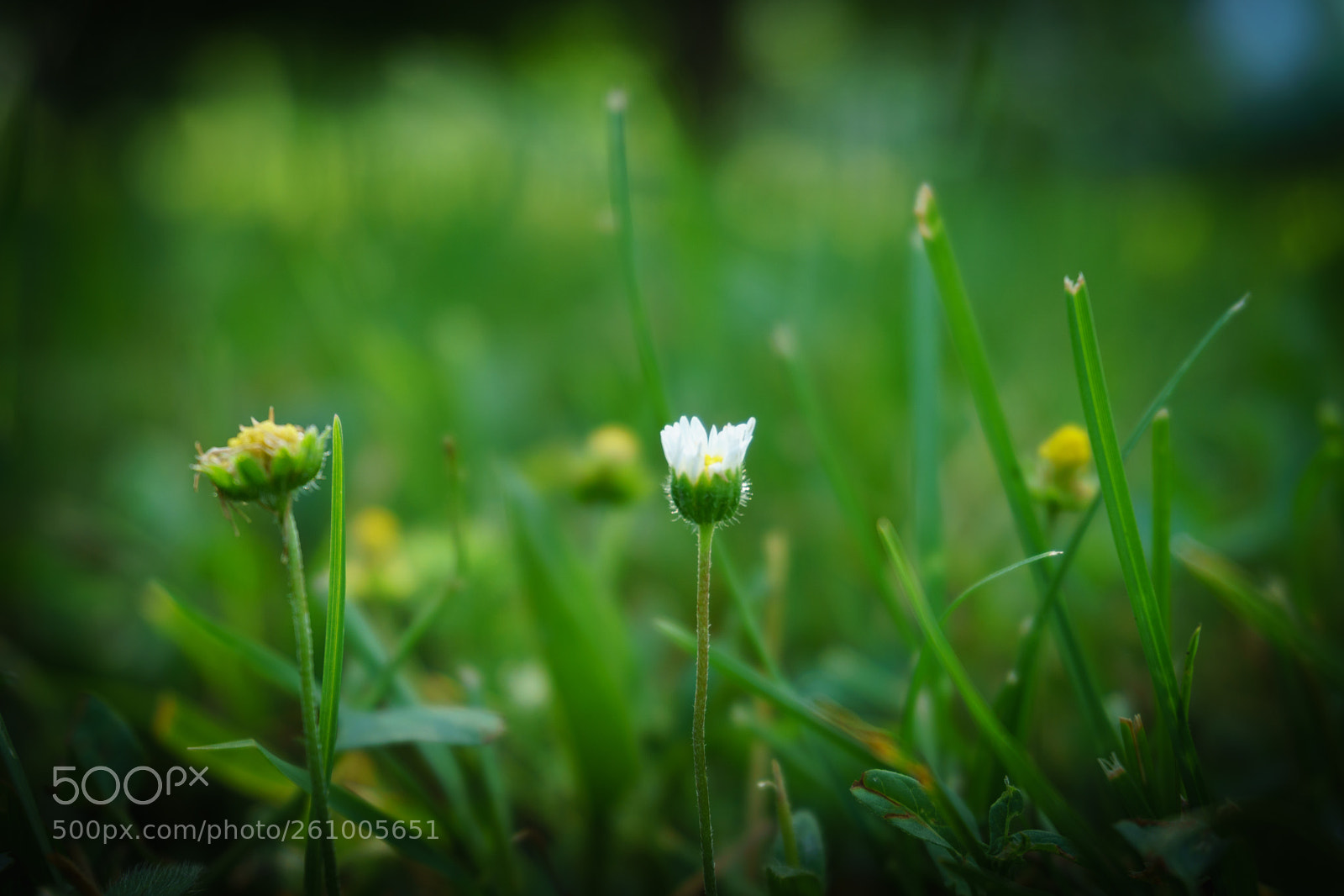 Sony a6000 sample photo. Wildflower photography