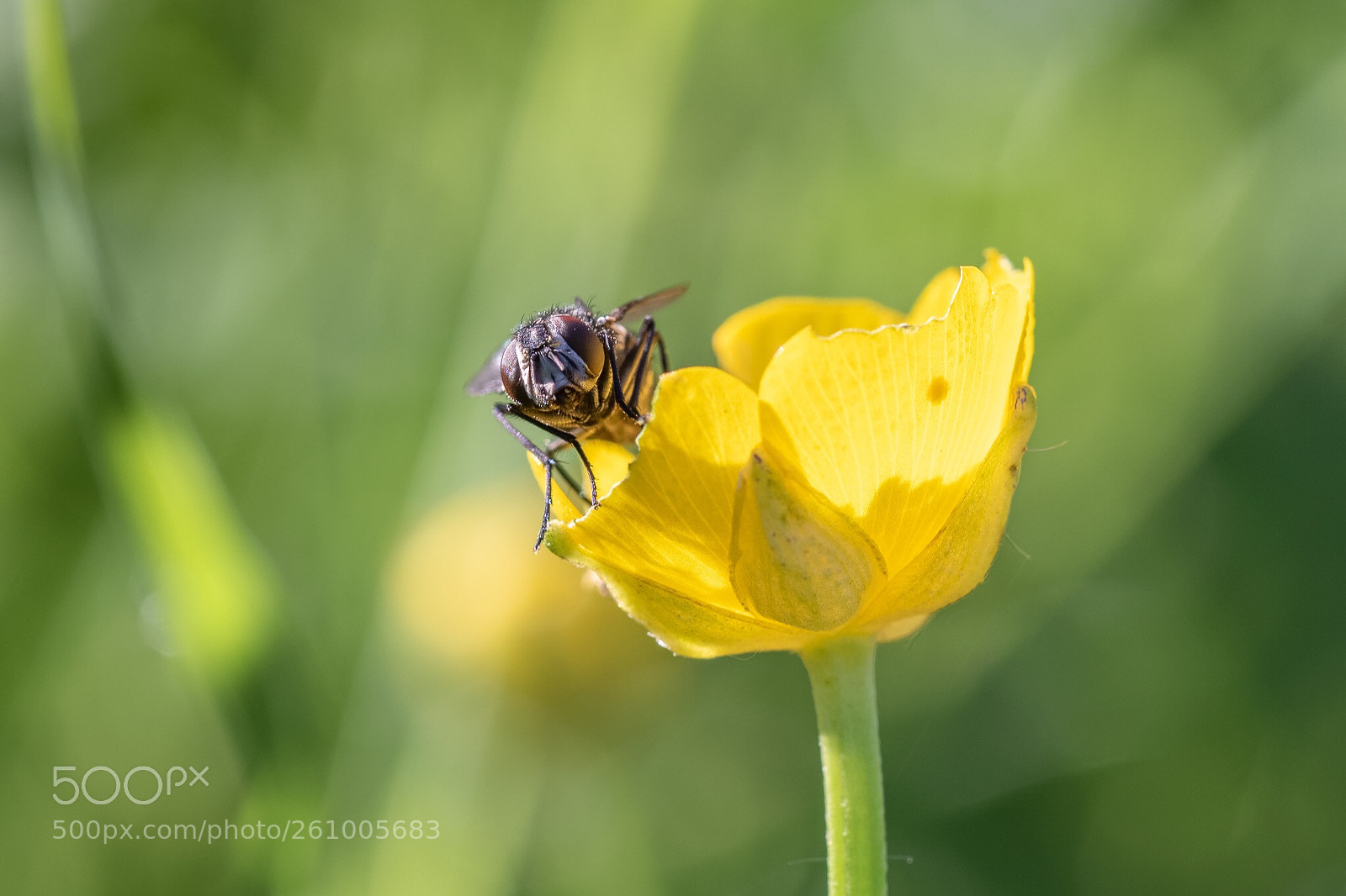 Canon EOS 7D Mark II sample photo. Flower with fly photography