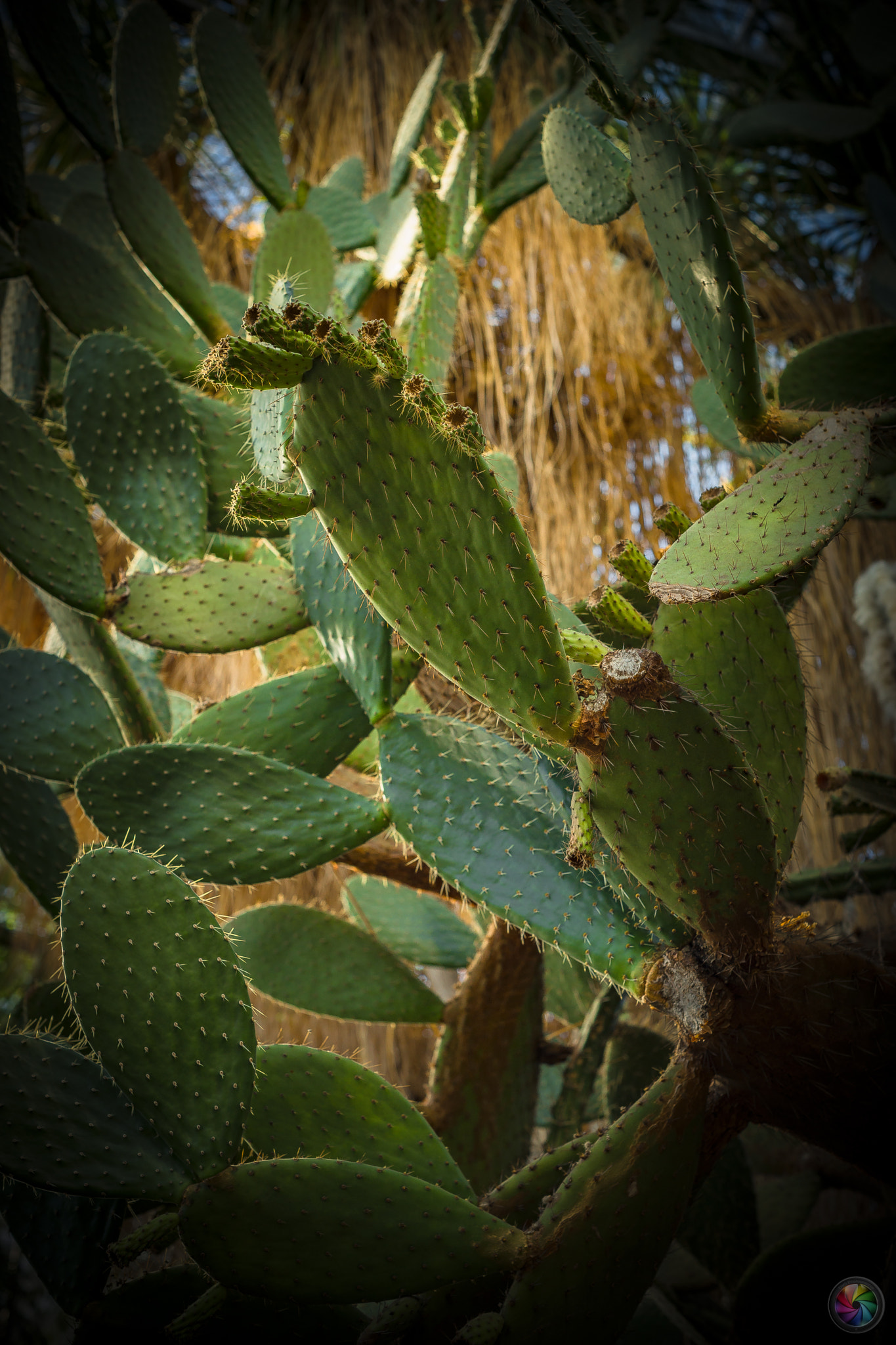 Sony a99 II sample photo. Botanischen gartens st.gallen - 74 photography