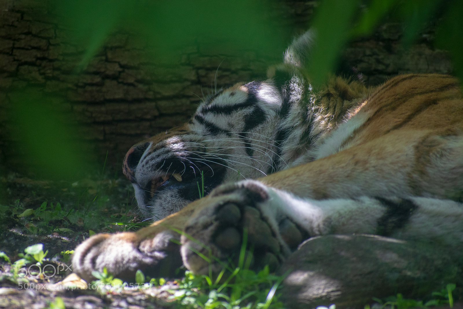Nikon D5300 sample photo. Sleeping tiger photography
