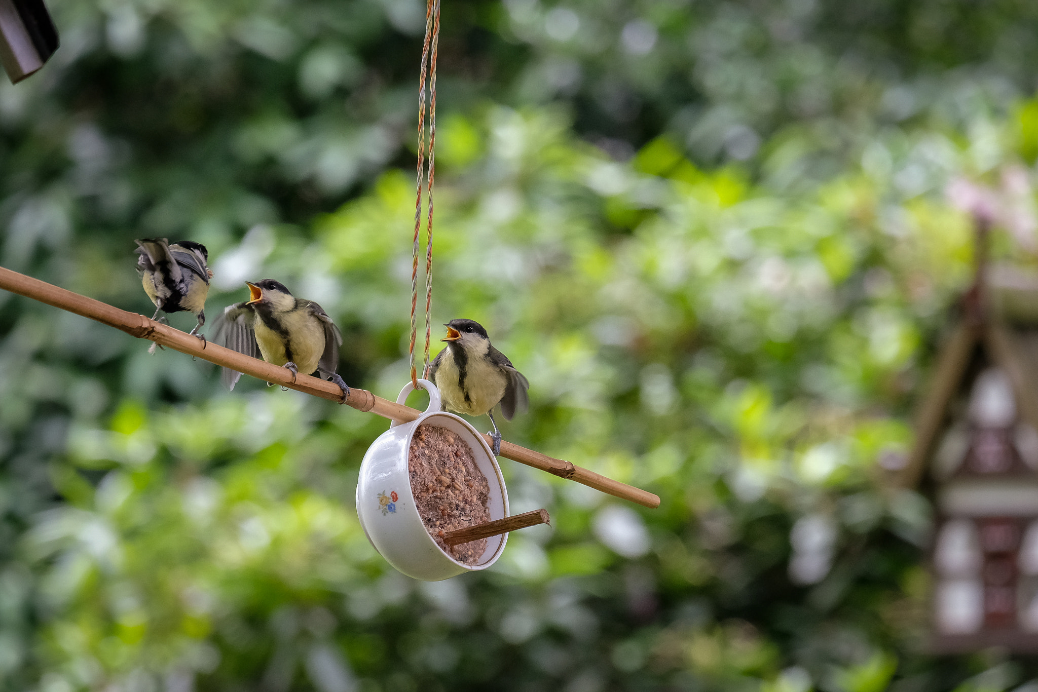 Fujifilm X-E3 sample photo. Hungry birds photography