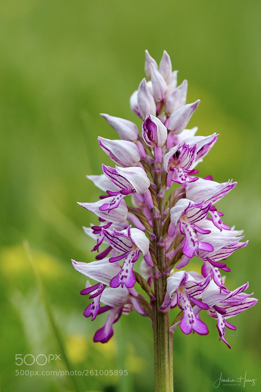 Fujifilm X-T2 sample photo. Orchid photography
