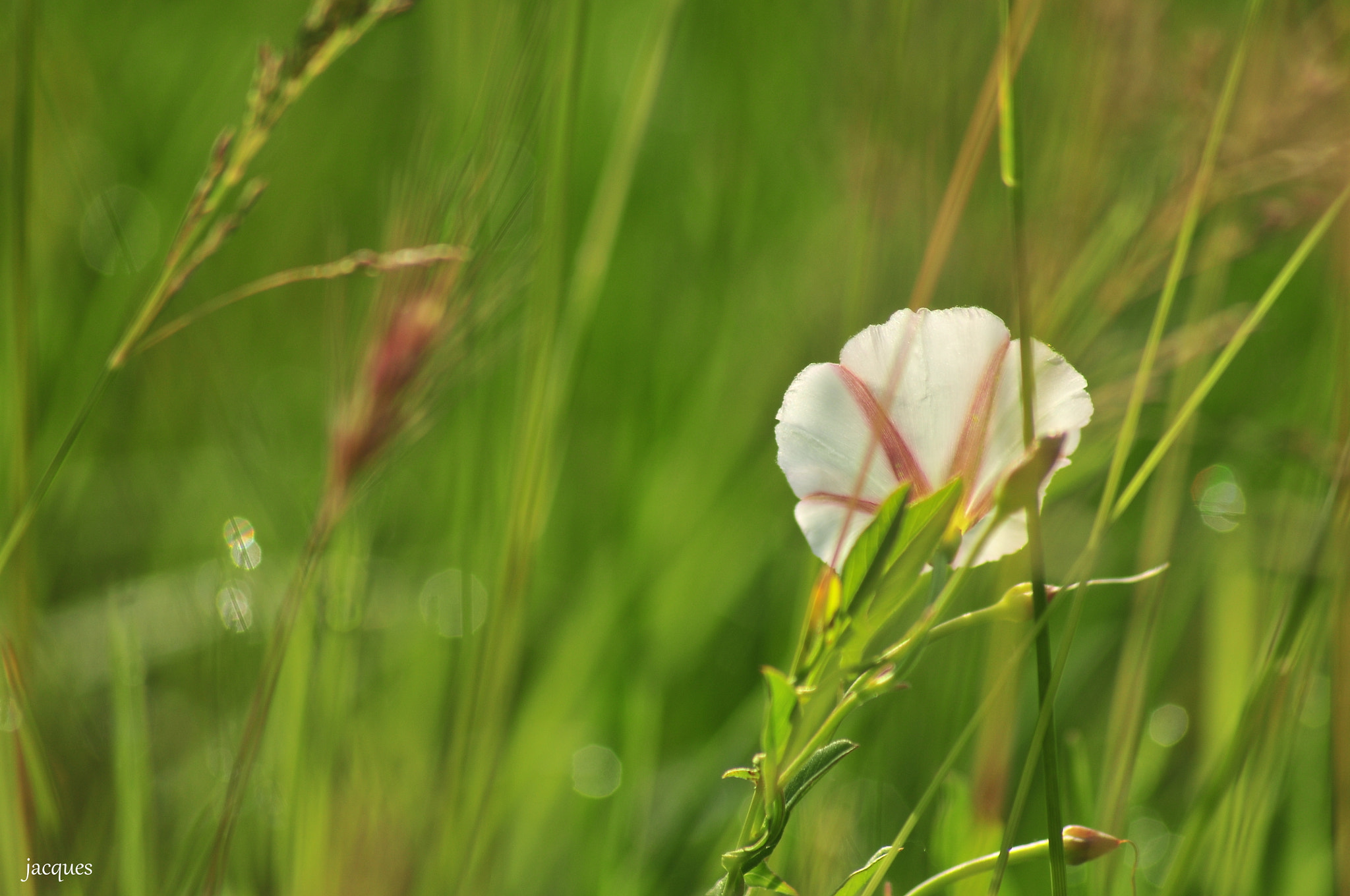 Nikon D300 sample photo. Flower photography