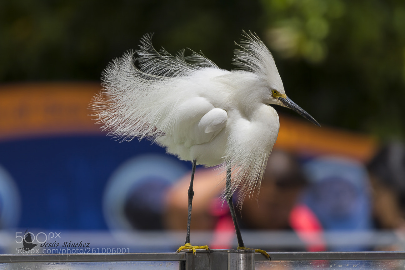 Canon EOS 7D sample photo. Garceta n vea egretta photography