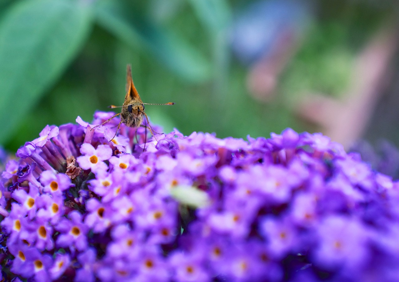 Fujifilm FinePix X100 sample photo. Overprocessed moth photography