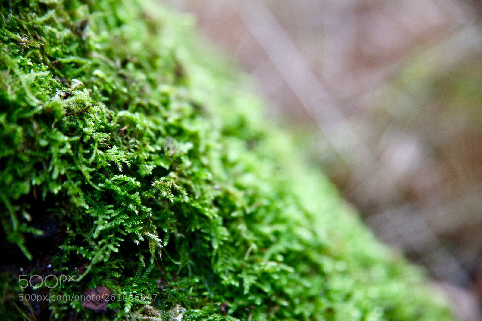 Canon EOS 6D sample photo. Moss photography