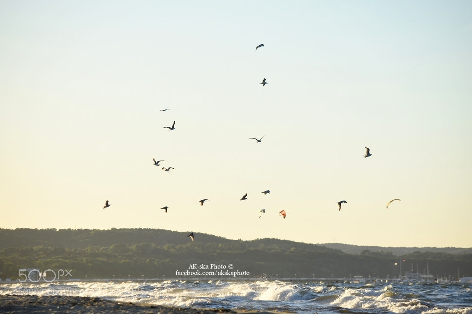 Nikon D7200 sample photo. Bird and storm photography