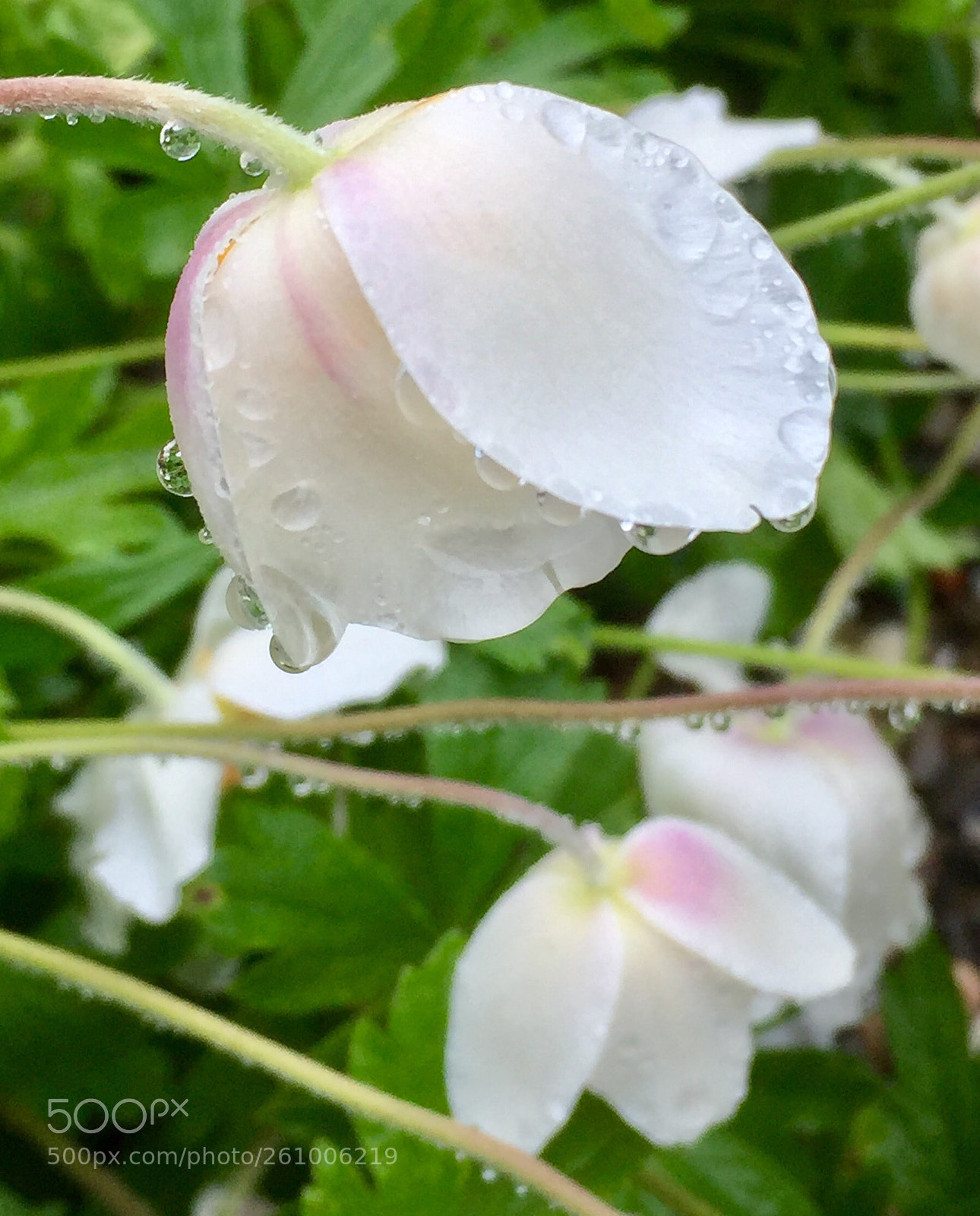 Apple iPhone 6 sample photo. Rain drops photography