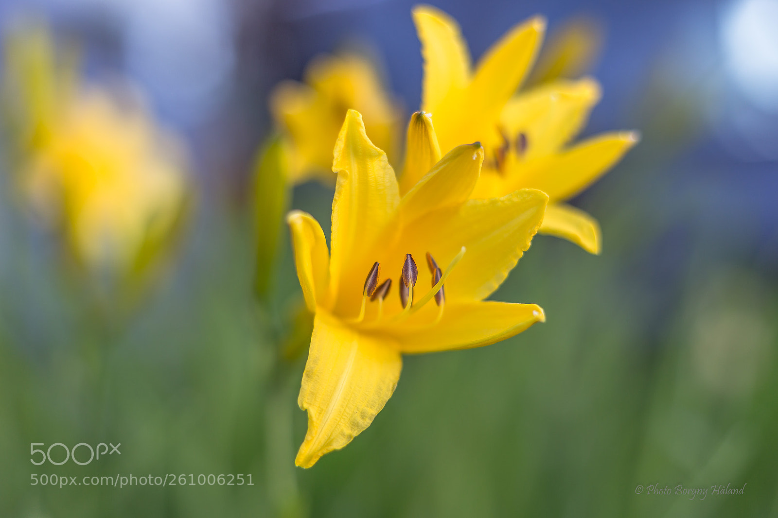 Canon EOS 6D sample photo. Daglilje / hemerocallis lilioasphodelus photography