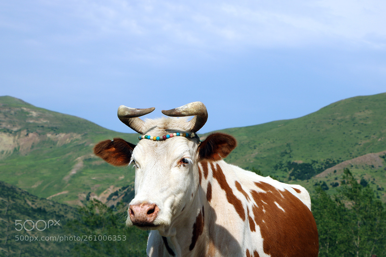 Canon EOS 750D (EOS Rebel T6i / EOS Kiss X8i) sample photo. Mrs cow photography