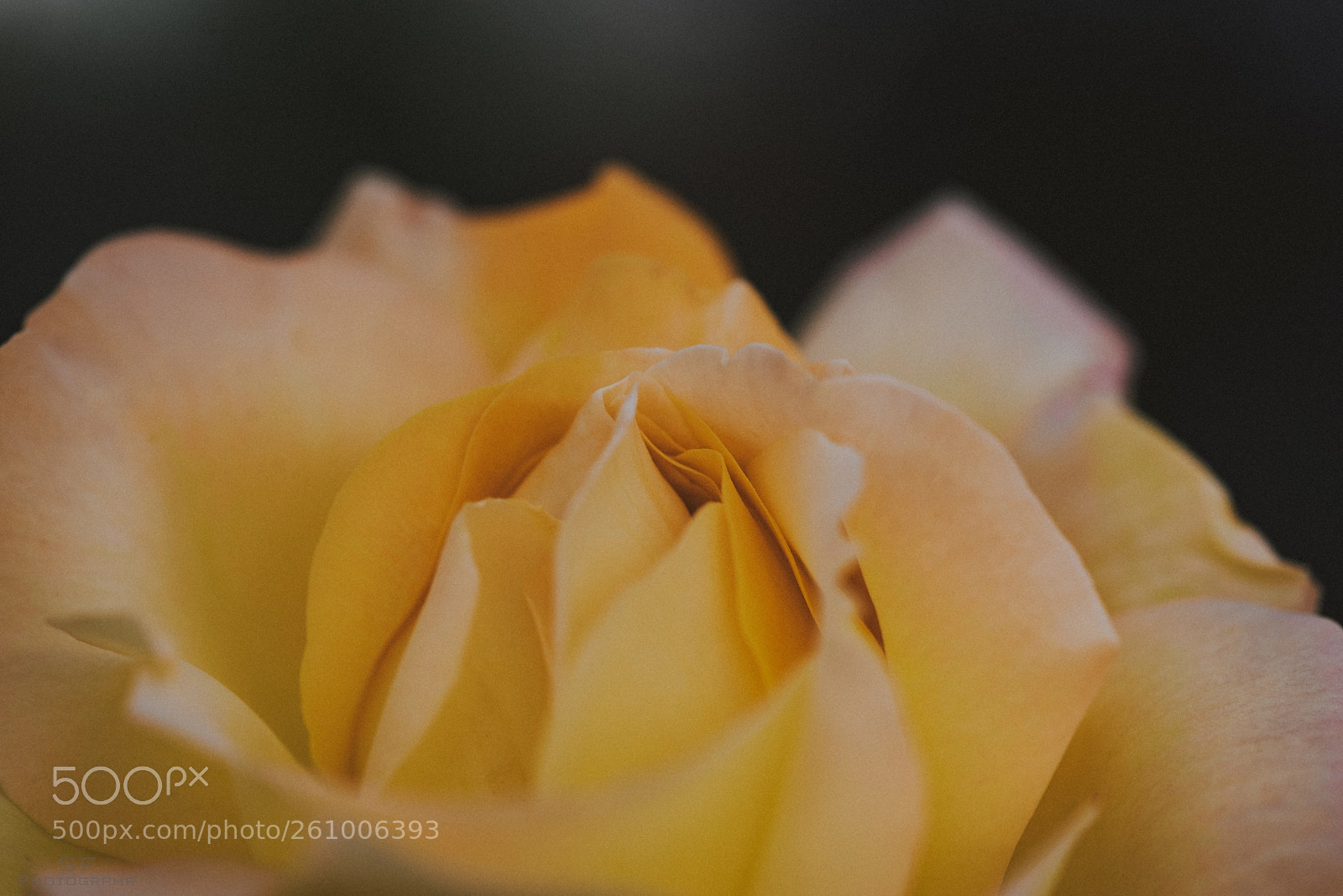 Nikon D750 sample photo. Yellow rose - 155/365 (yellow) photography