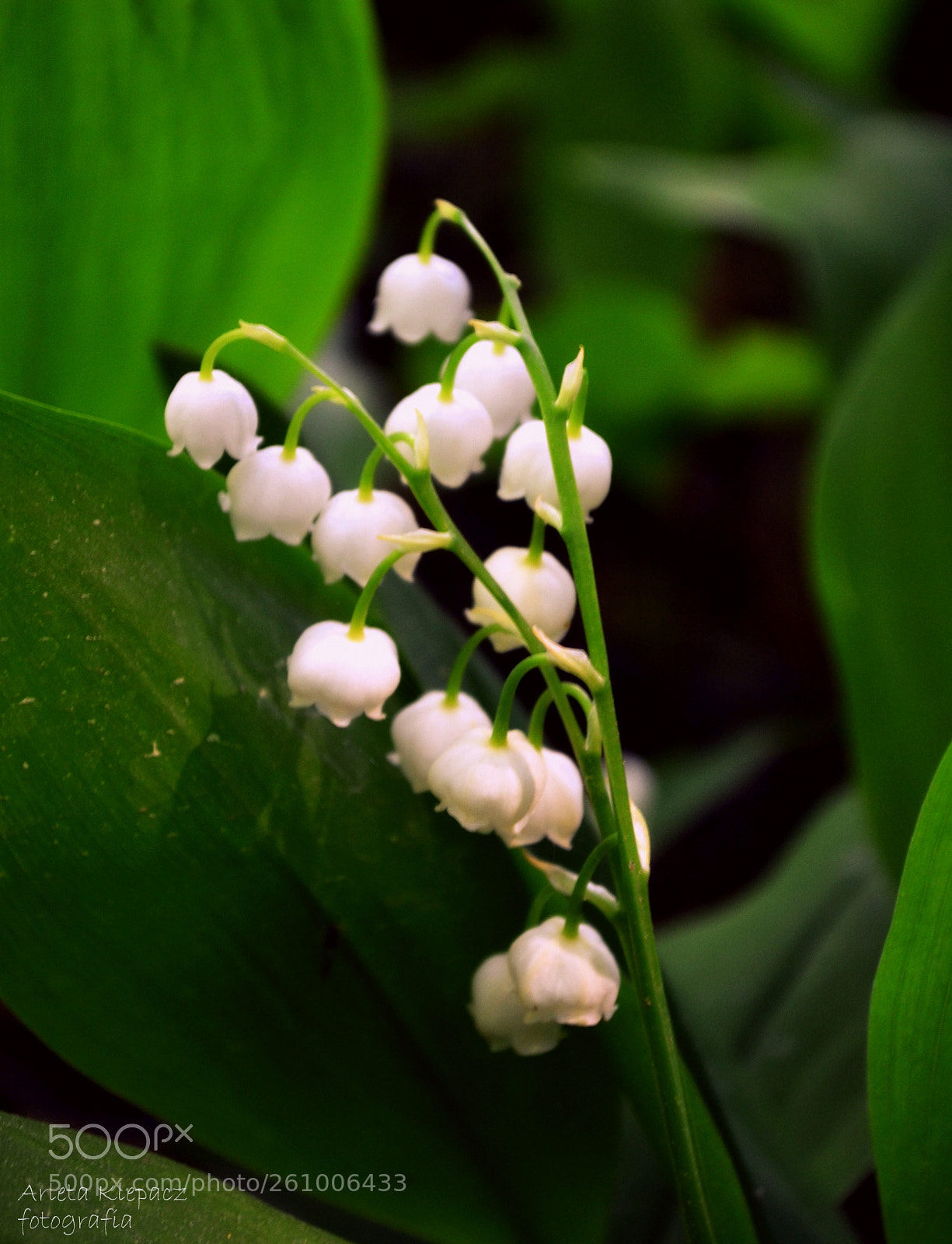 Nikon D3100 sample photo. Konwalie photography